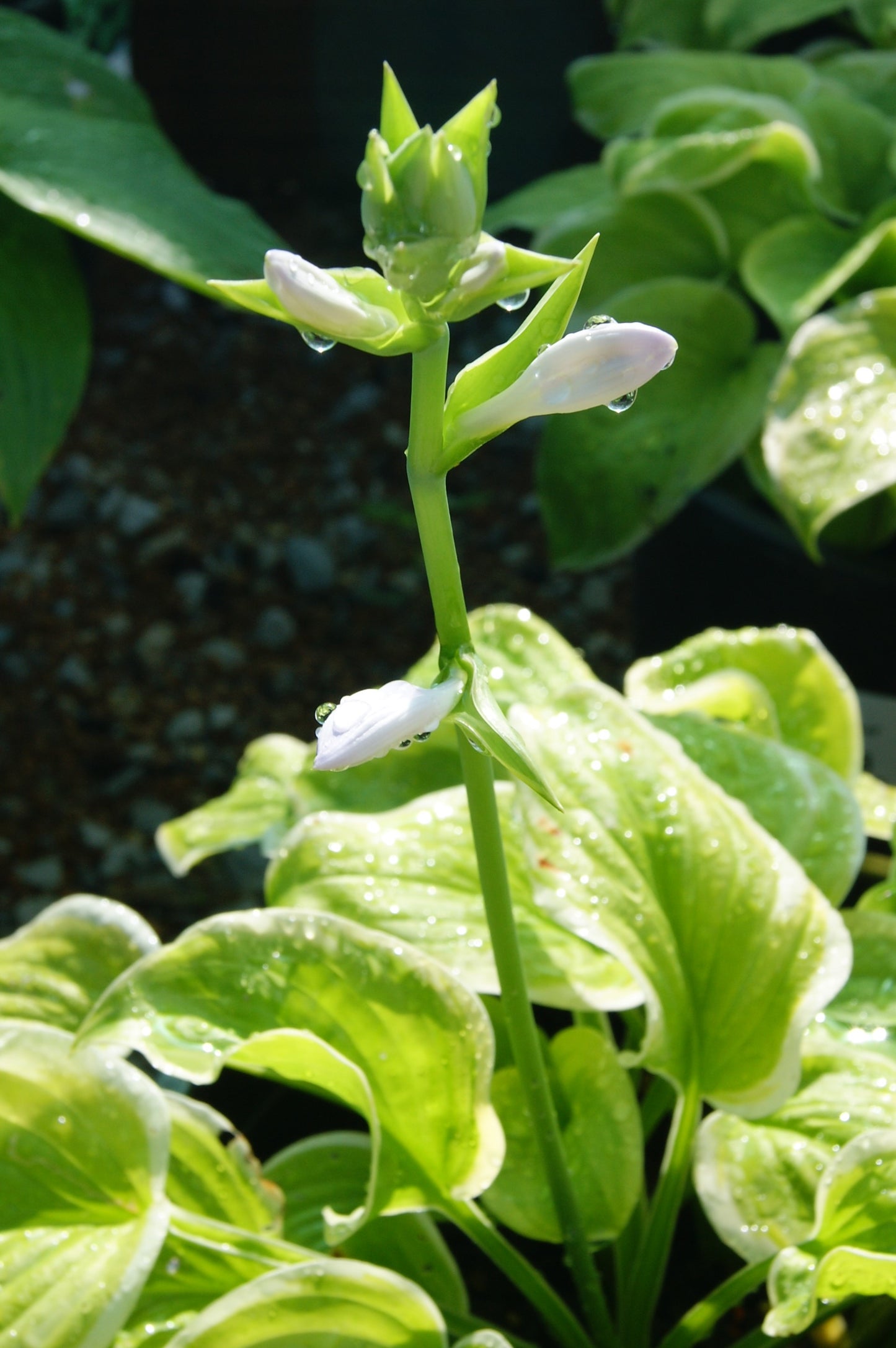Plantain Lily 'Fragrant Bouquet' (Hosta)