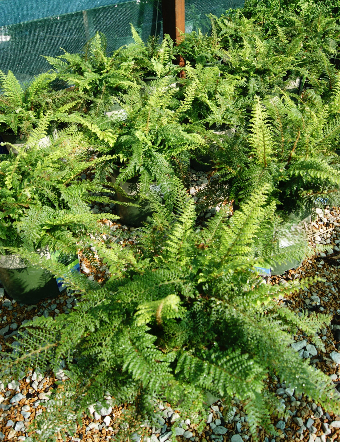 Fern, Soft Shield Dense (Polystichum)
