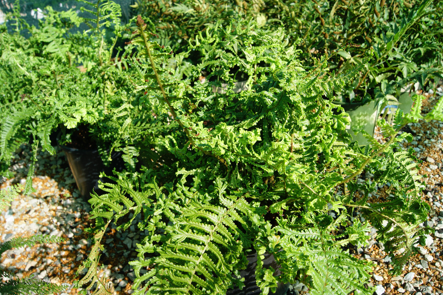 Fern, Golden Scaled Male 'Cristata King' (Dryopteris)