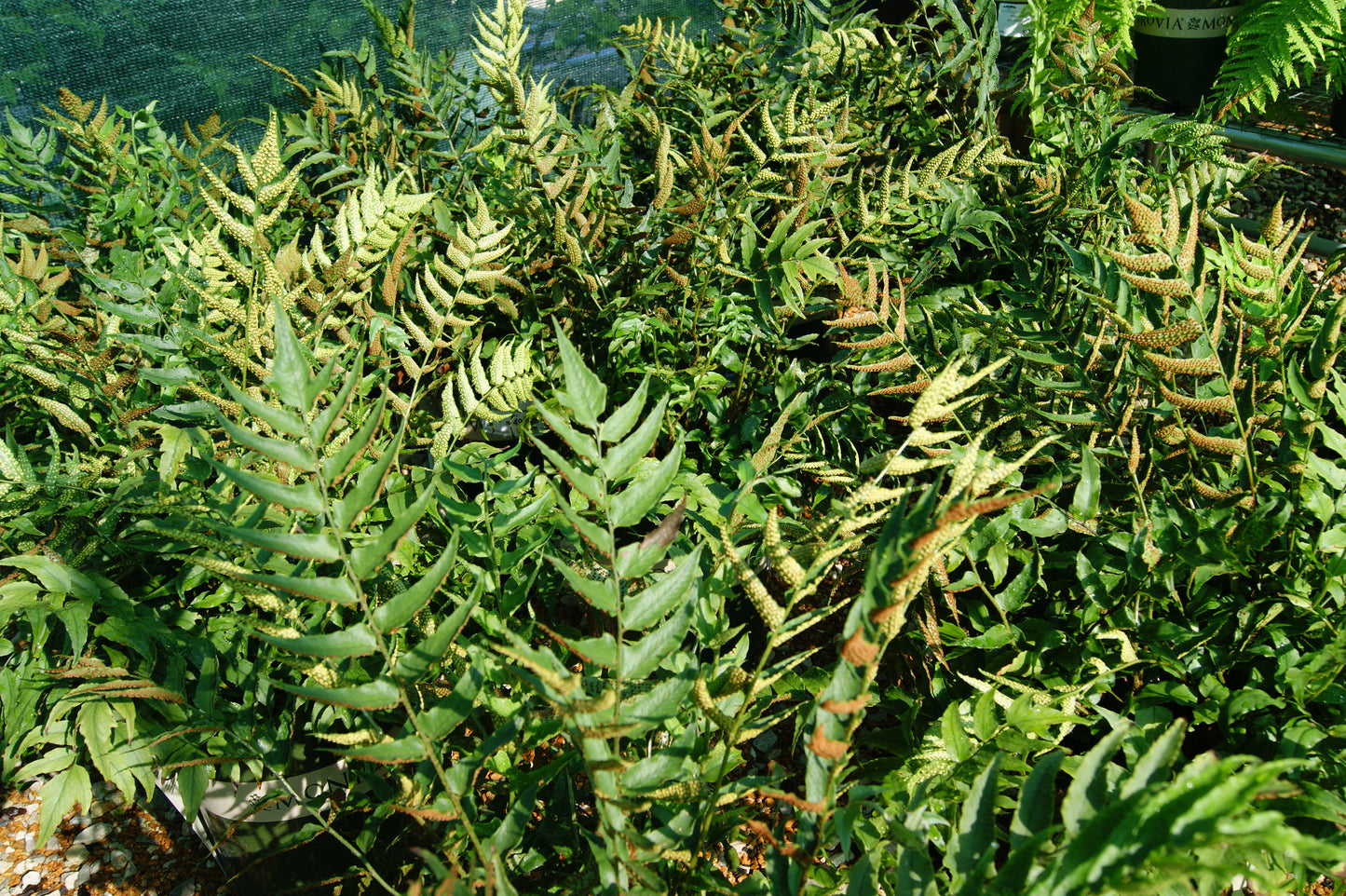 Fern, Japanese Holly 'Jurassic Stegasaurus' (Cyrtomium)