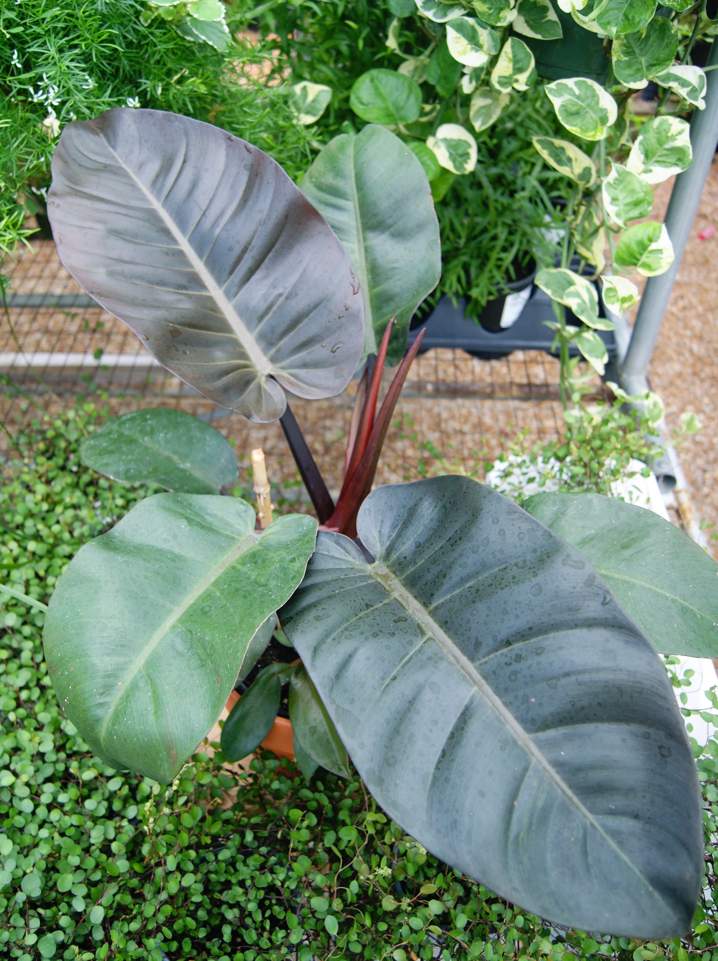 Philodendron 'Black Cardinal' (Philodendron)