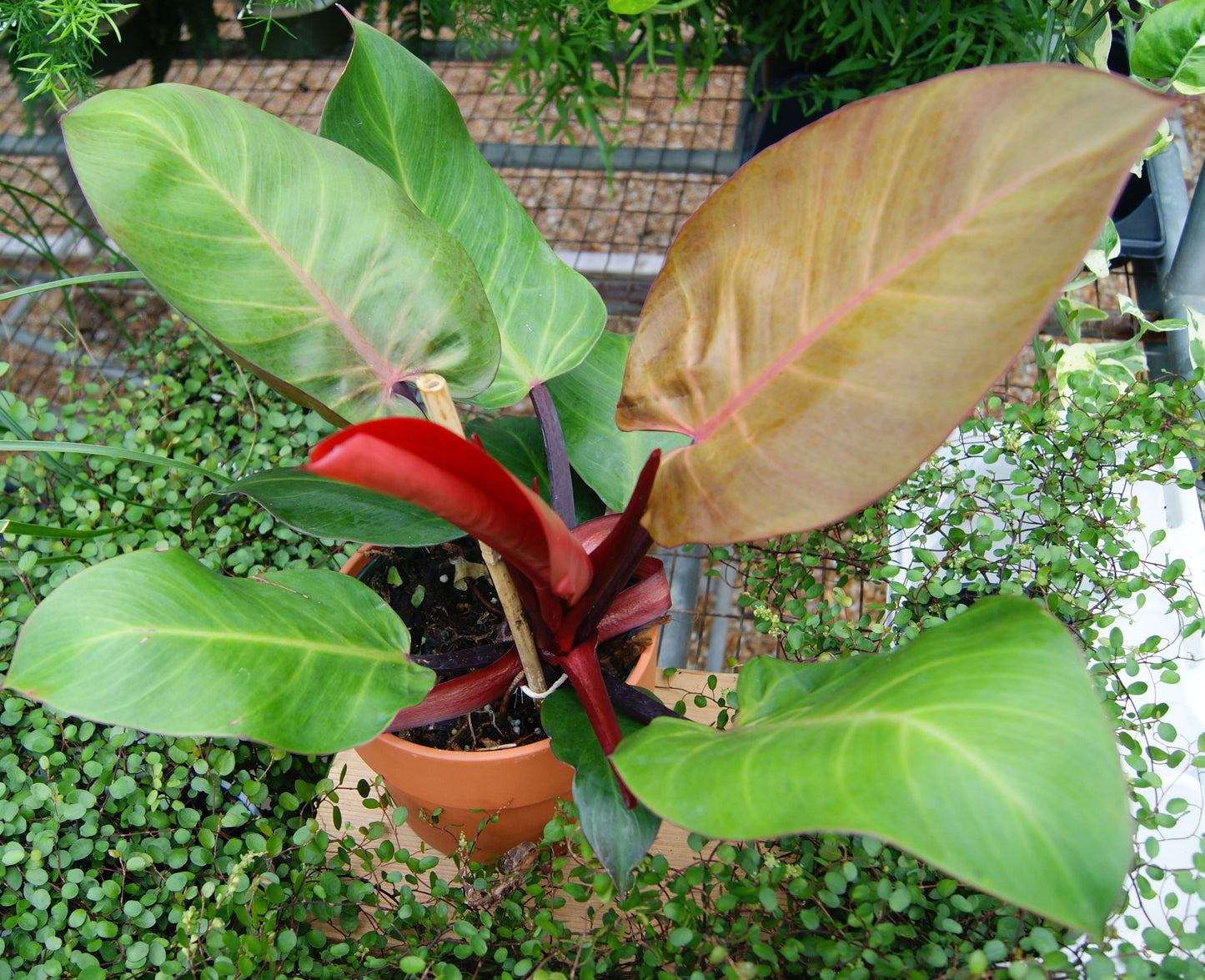 Philodendron 'Sun Red' (Thaumatophyllum)