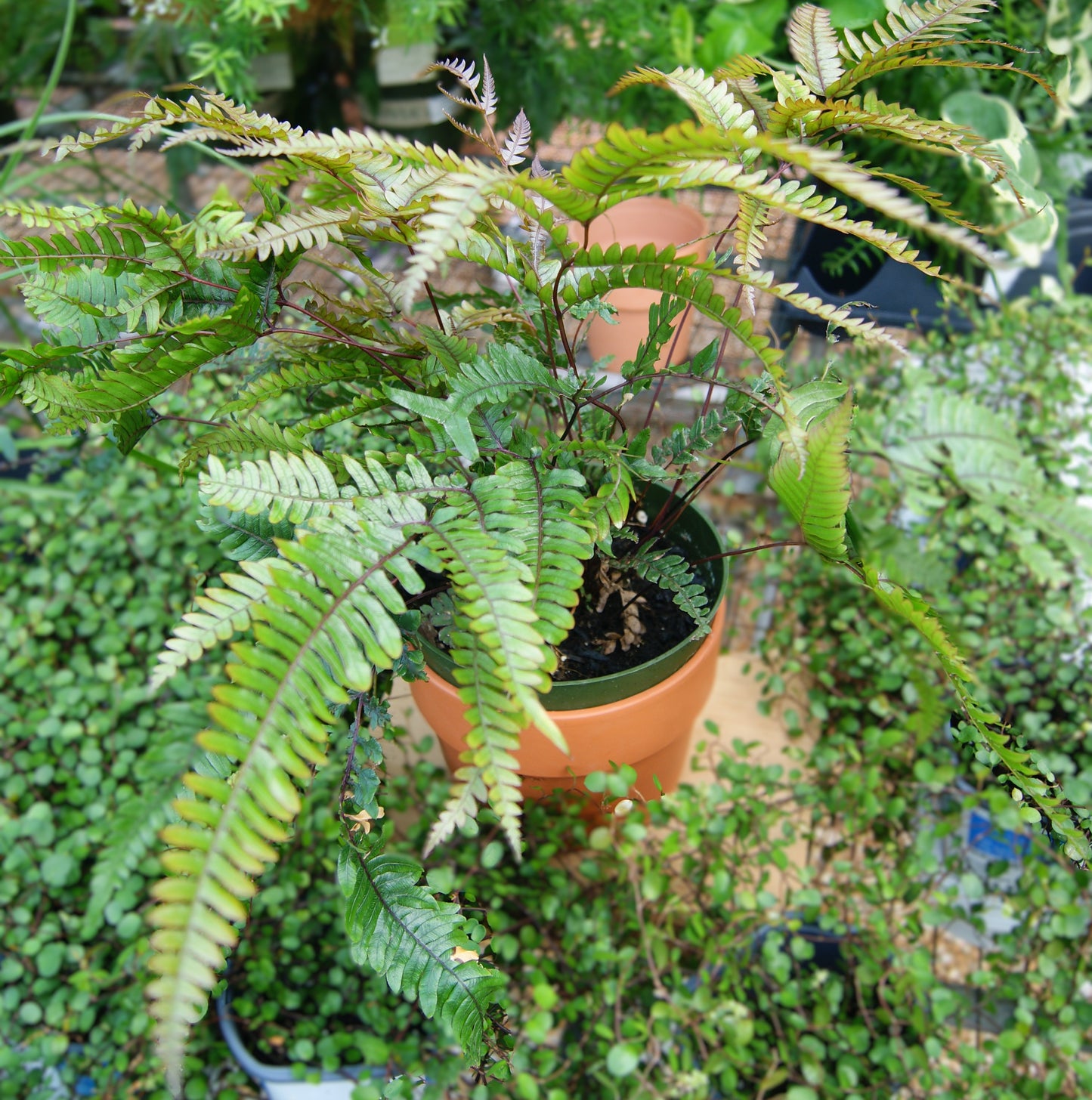 Fern, Brake 'Tricolor' (Pteris)