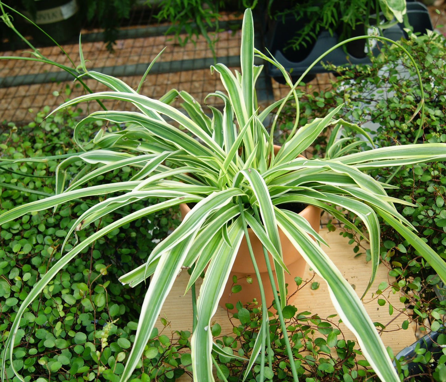Spider Plant (Chlorophytum)