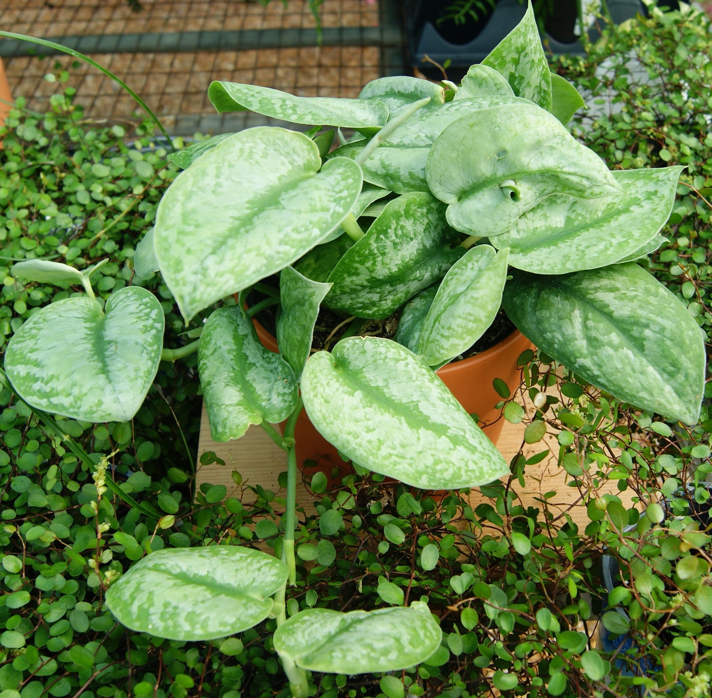 Scindapsus 'Silver Splash'