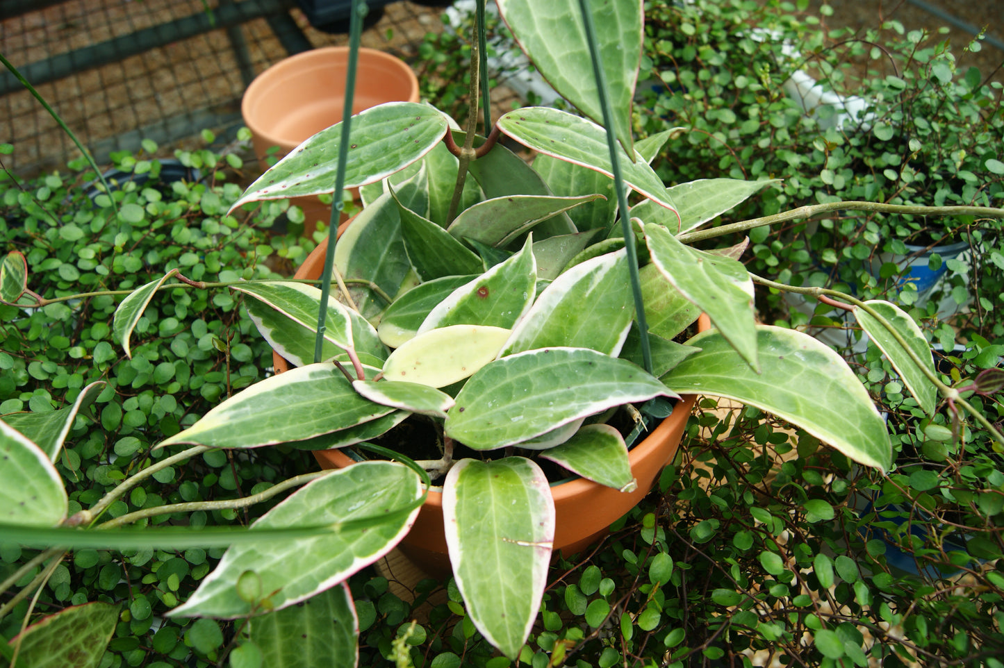 Wax Plant / Wax Flower, Variegated (Hoya)