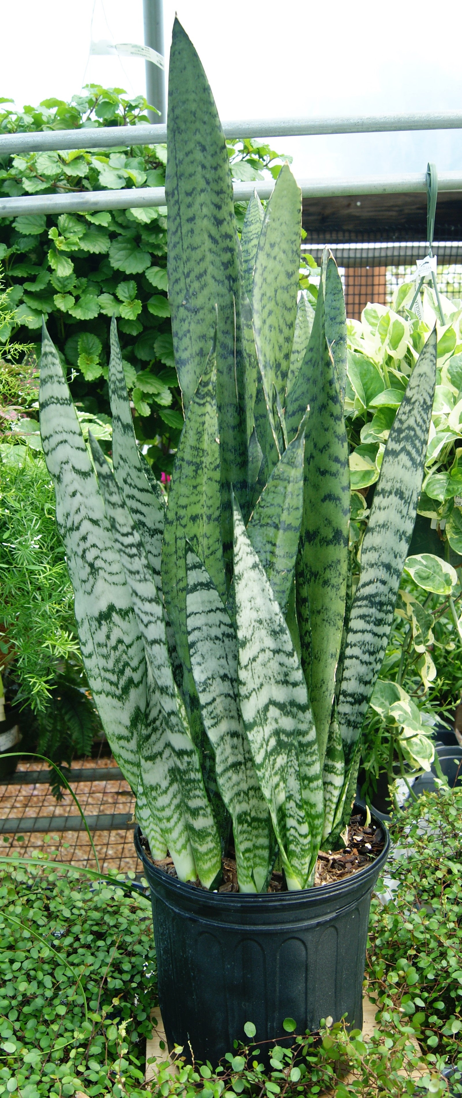 mother-in law plant vs snake plant Mother-in-Laws Tongue / Snake Plant, Assorted (Sansevieria) – Passiglia Landscape, Nursery & Garden Center