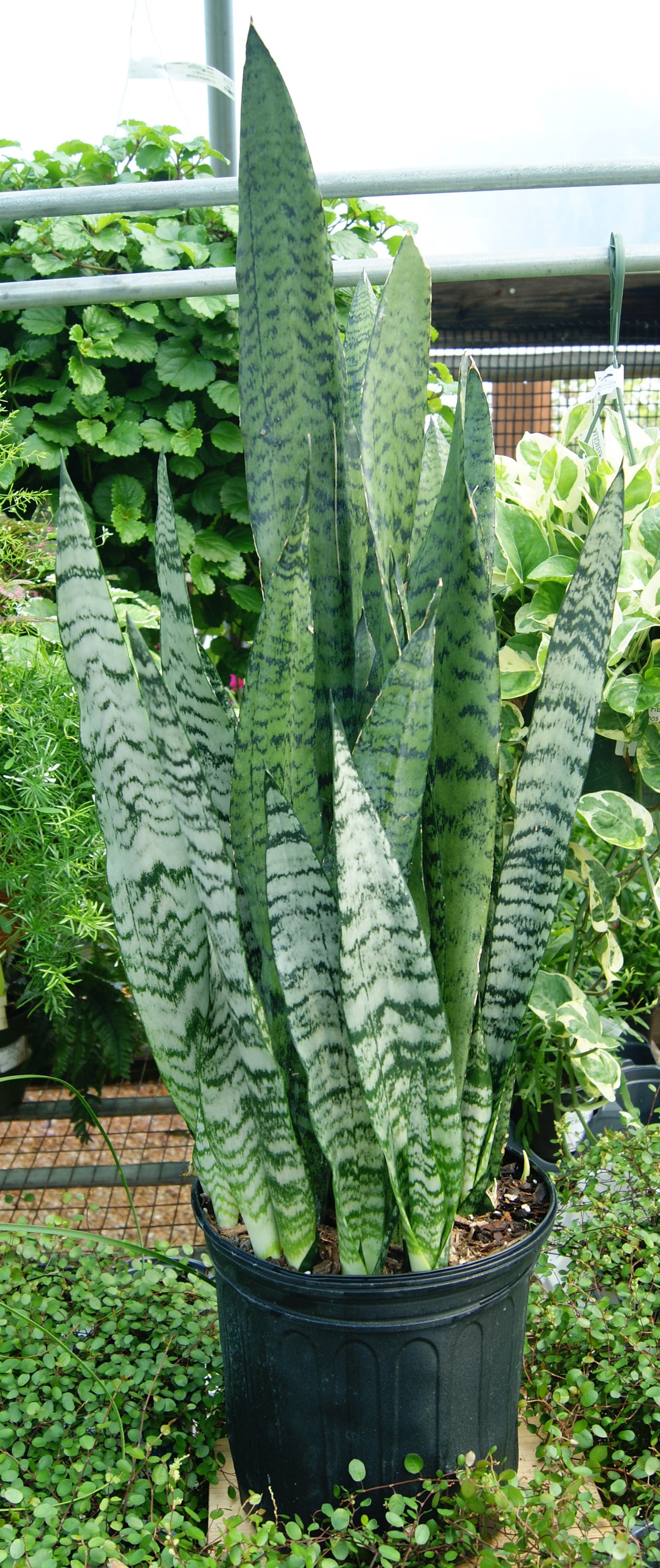 Mother-in-Laws Tongue / Snake Plant, Assorted (Sansevieria)
