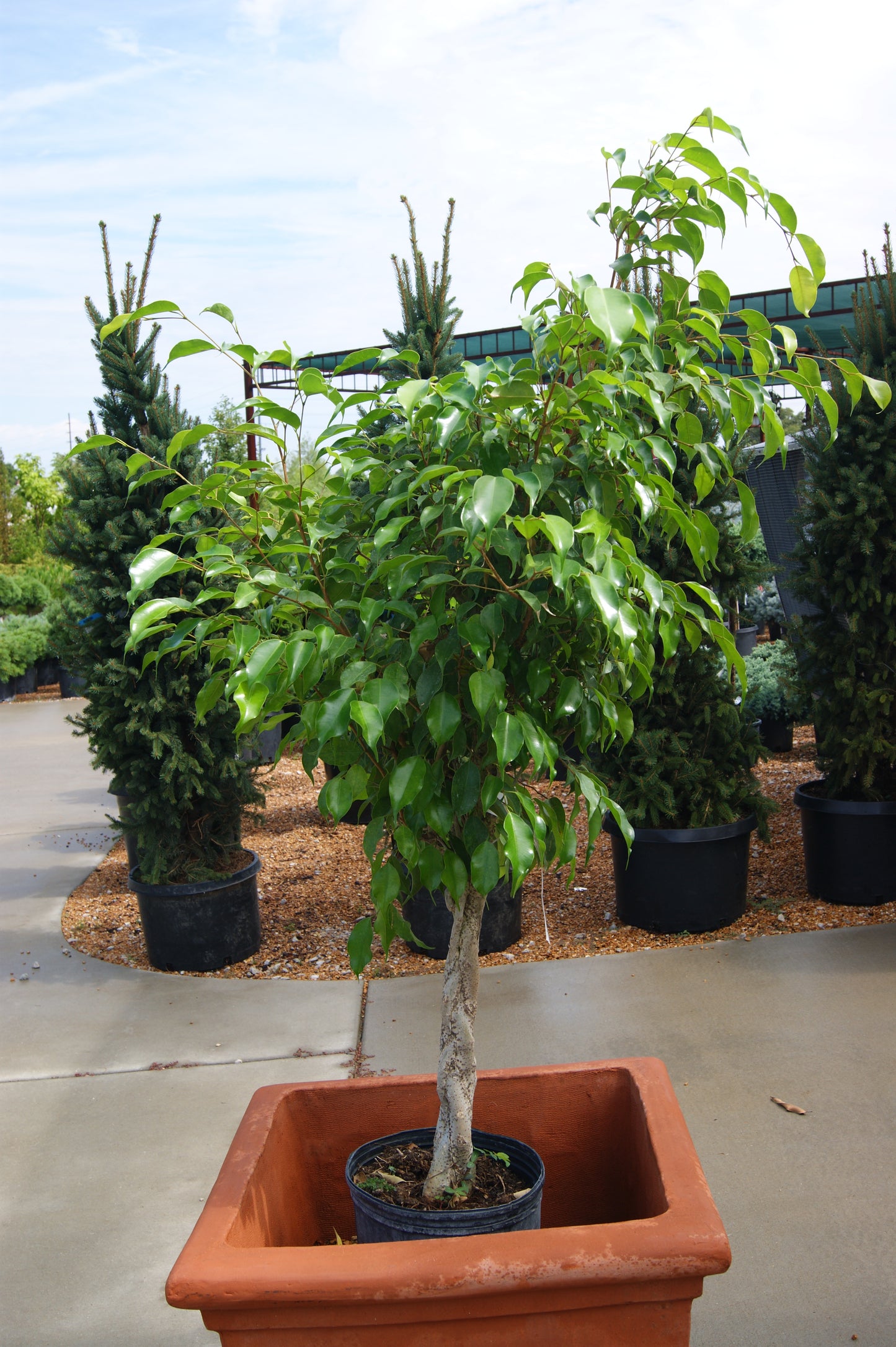 Fig Tree, Weeping (Ficus)