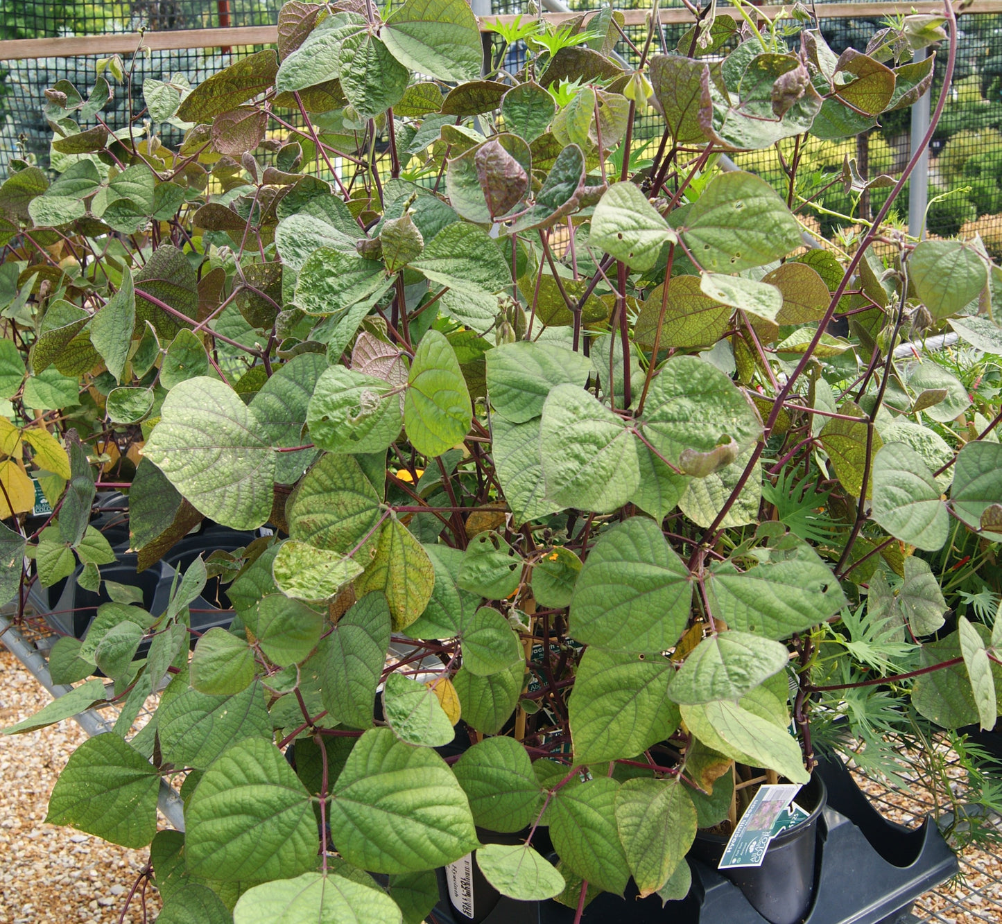 Vine, Hyacinth Bean 'Ruby Moon' (Lablab)