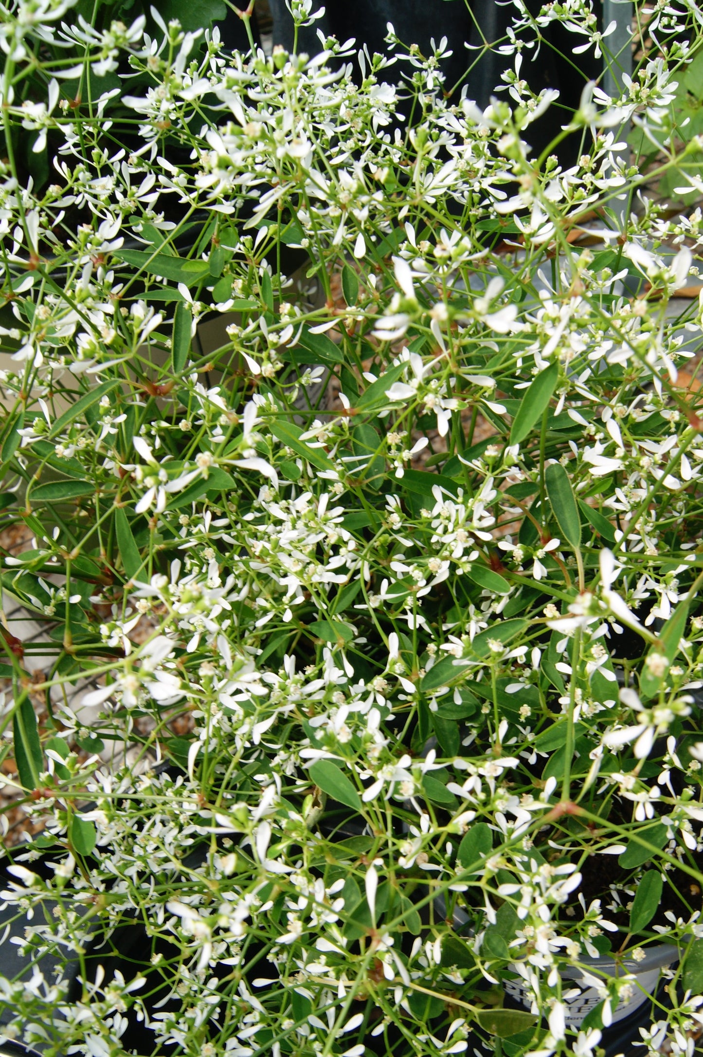 Spurge, Grassleaf Varieties (Euphorbia)