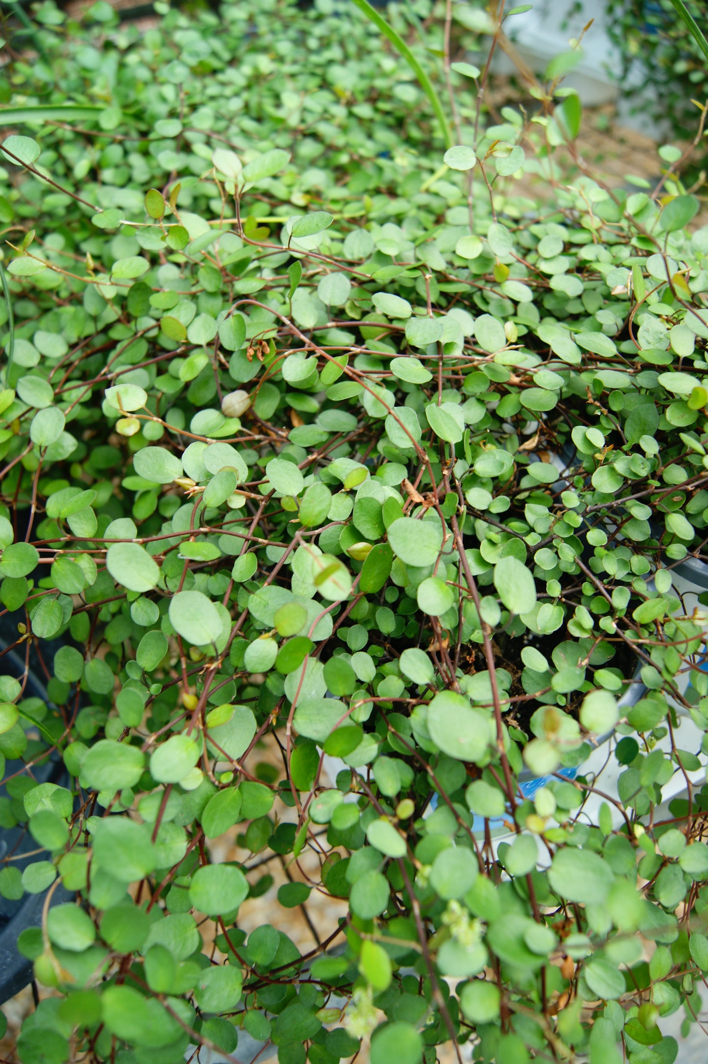 Wire Vine, Creeping (Meuhlenbeckia)