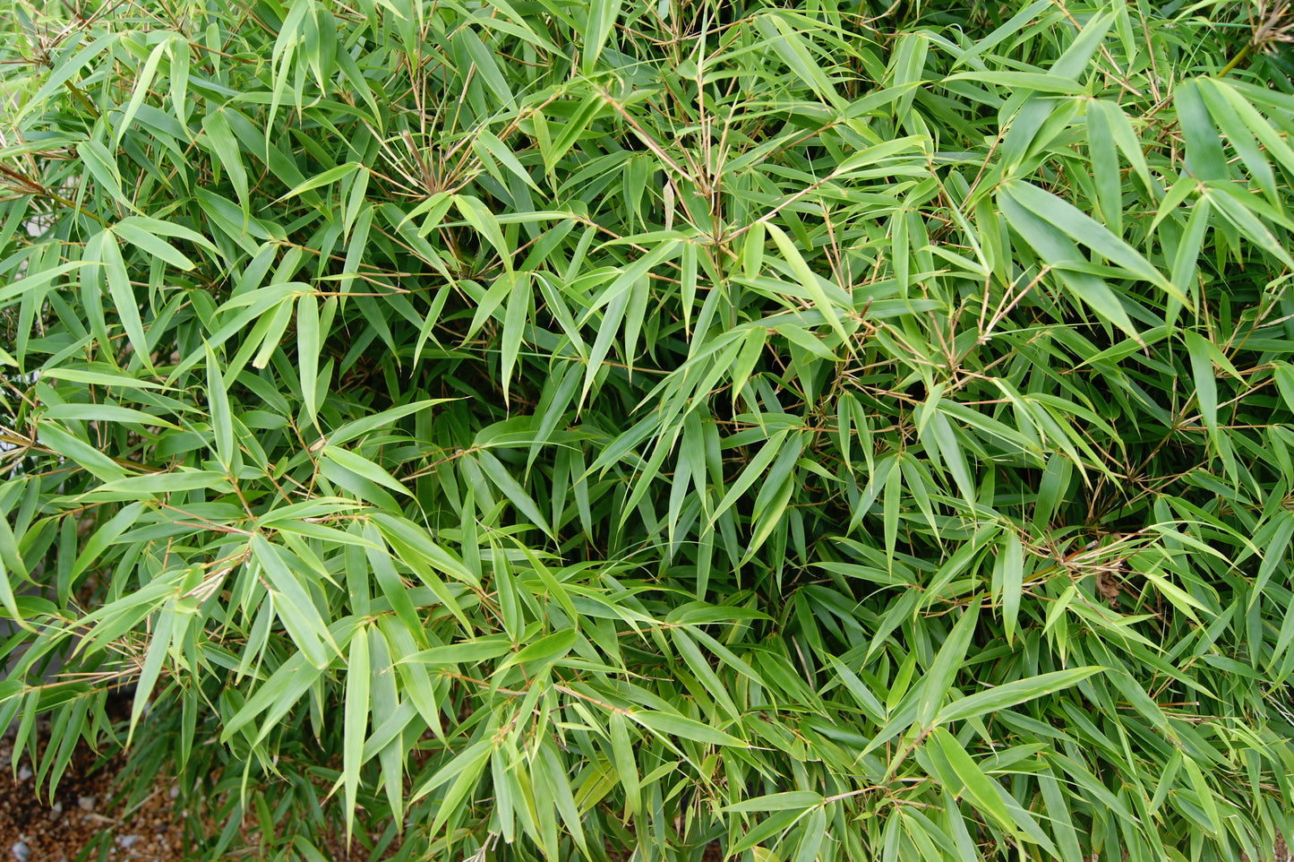 Bamboo, Clump 'Rufa' (Fargesia)