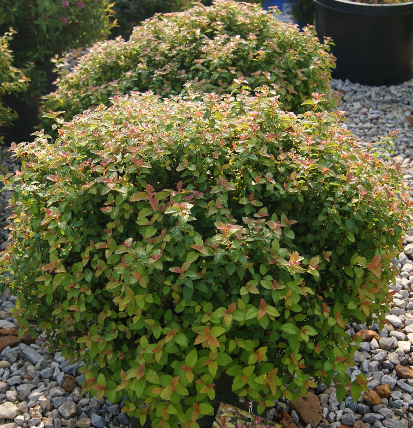 Spirea / Meadowsweet, Japanese 'Butterscotch Baby' (Spiraea)