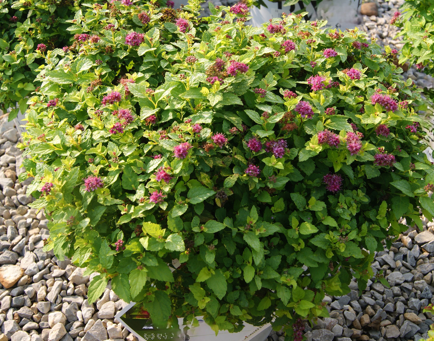 Spirea / Meadowsweet, Japanese 'Double Play Gold' (Spiraea)