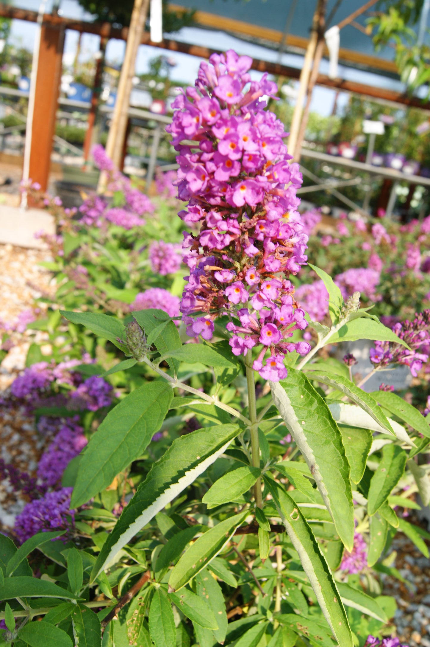 Butterfly Bush, 'Flutterby Petite Tutti Fruitti Pink' (Buddleia)