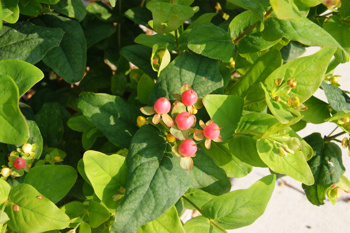St. John's Wort, Bush 'Floral Berry Pinot' (Hypericum)