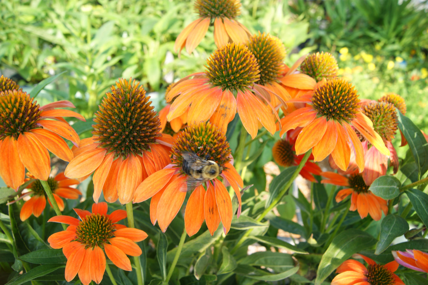 Coneflower, 'Artisan Soft Orange (Echinacea)