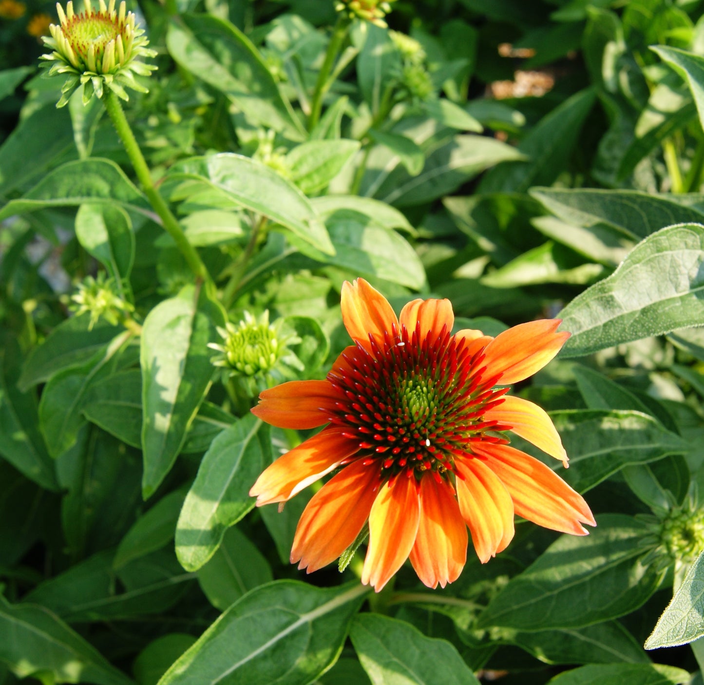 Coneflower, 'Cheyenne Spirit' (Echinacea)