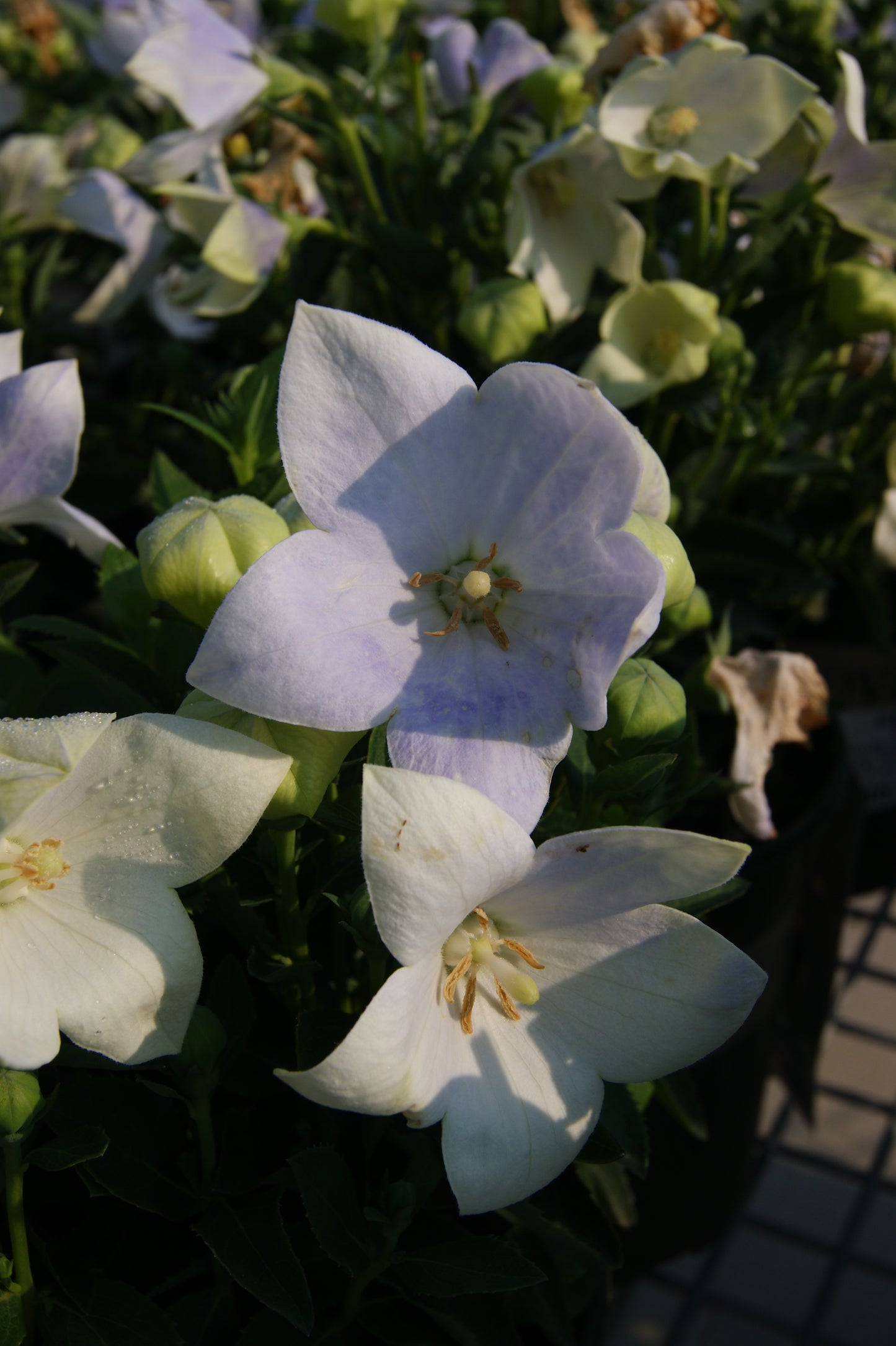 Balloon Flower, Dwarf 'Twinkle White' (Platycodon)