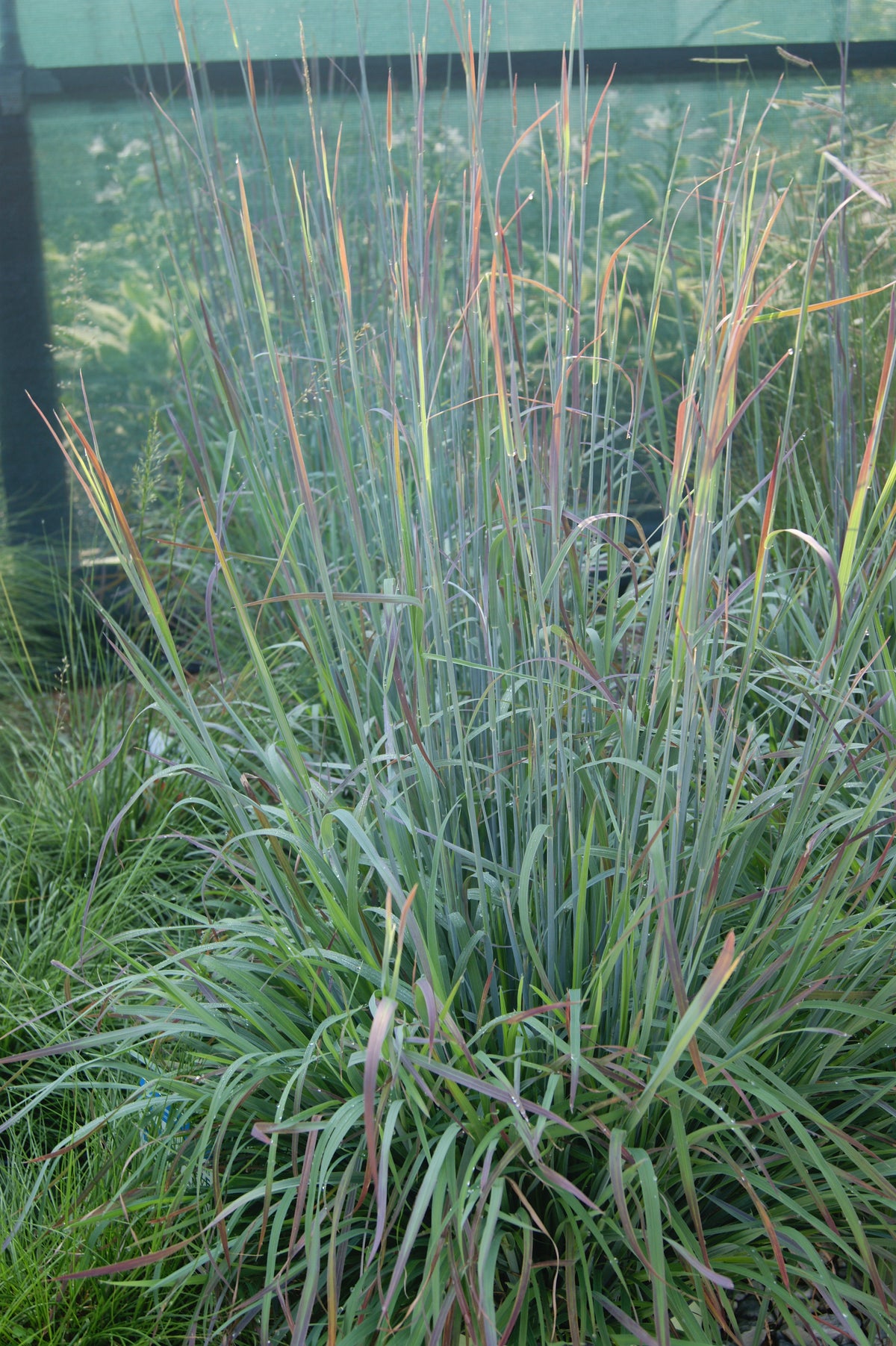 Grass, Little Bluestem 'Standing Ovation' (Schizachyrium)