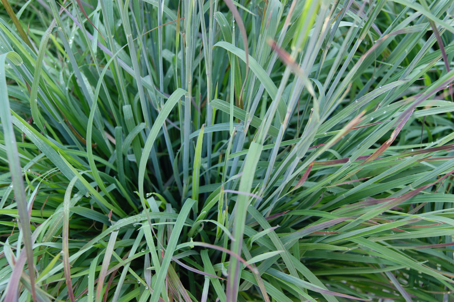 Grass, Little Bluestem 'Standing Ovation'
