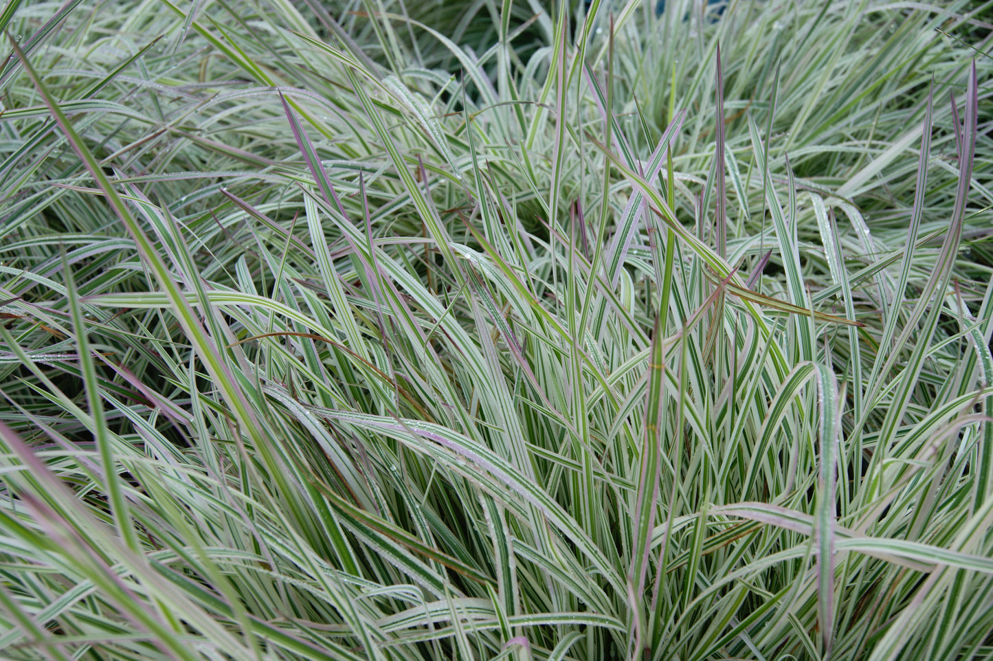 Grass, Little Bluestem 'Chameleon' (Schizachyrium)