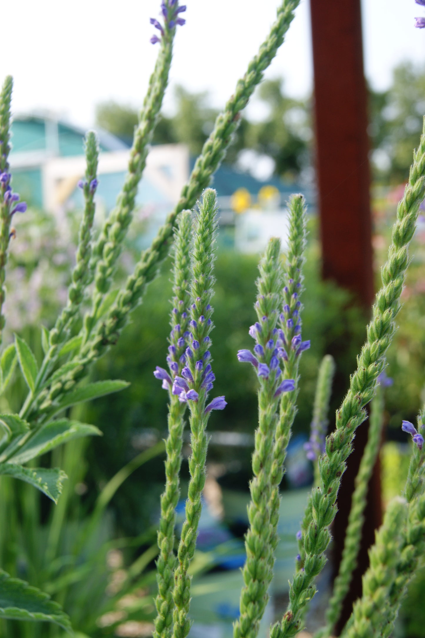 Vervain, Hoary (Verbena)