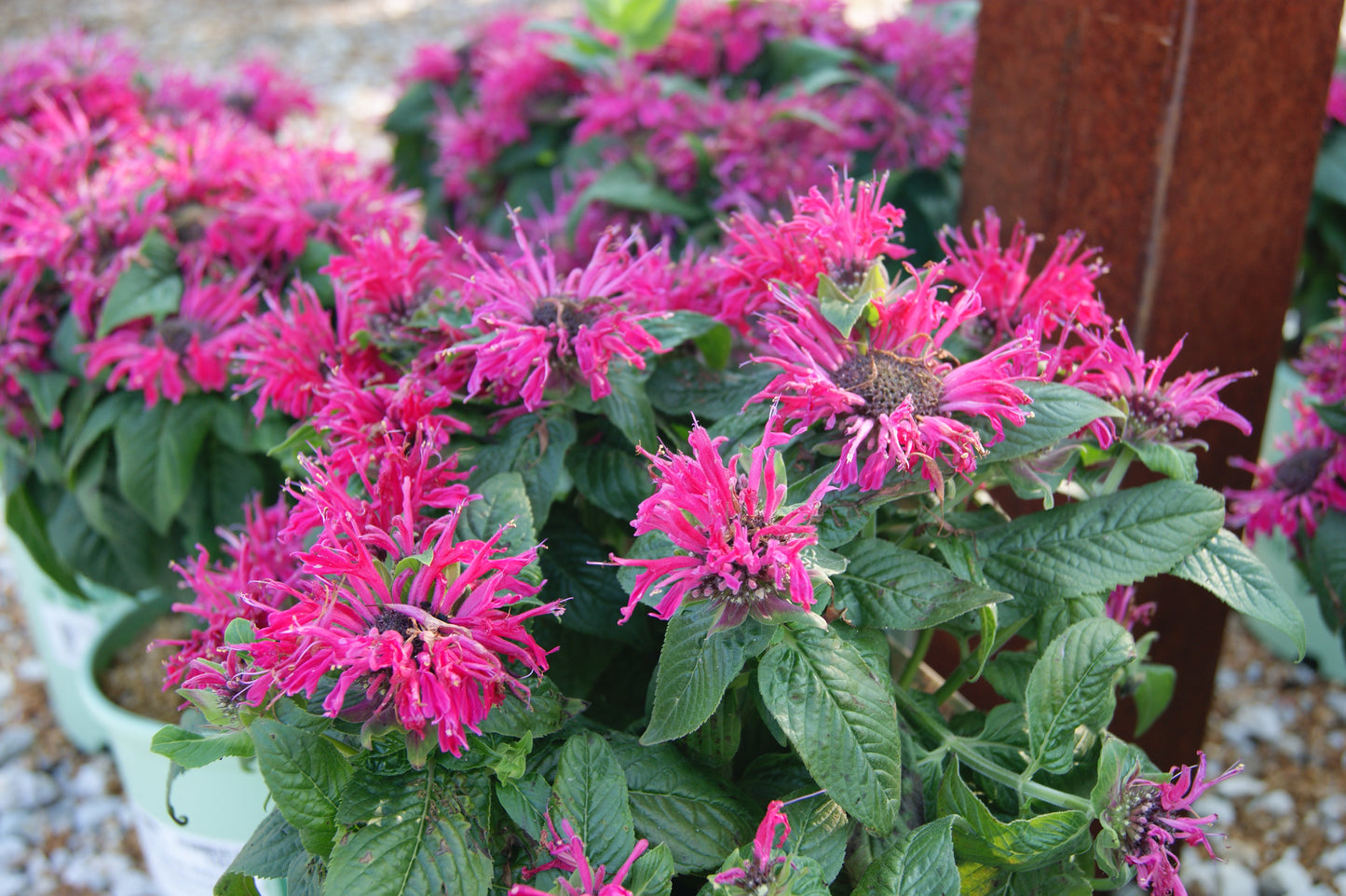 Beebalm 'Pocahontas' (Monarda)