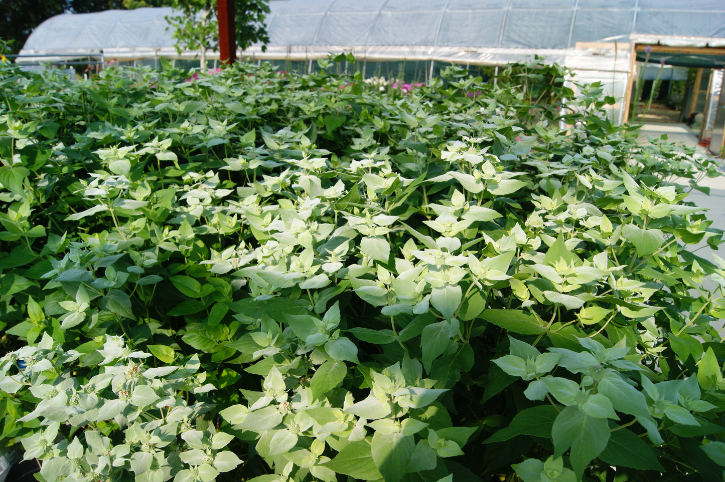 Mint, Slender Mountain (Pycnanthemum)