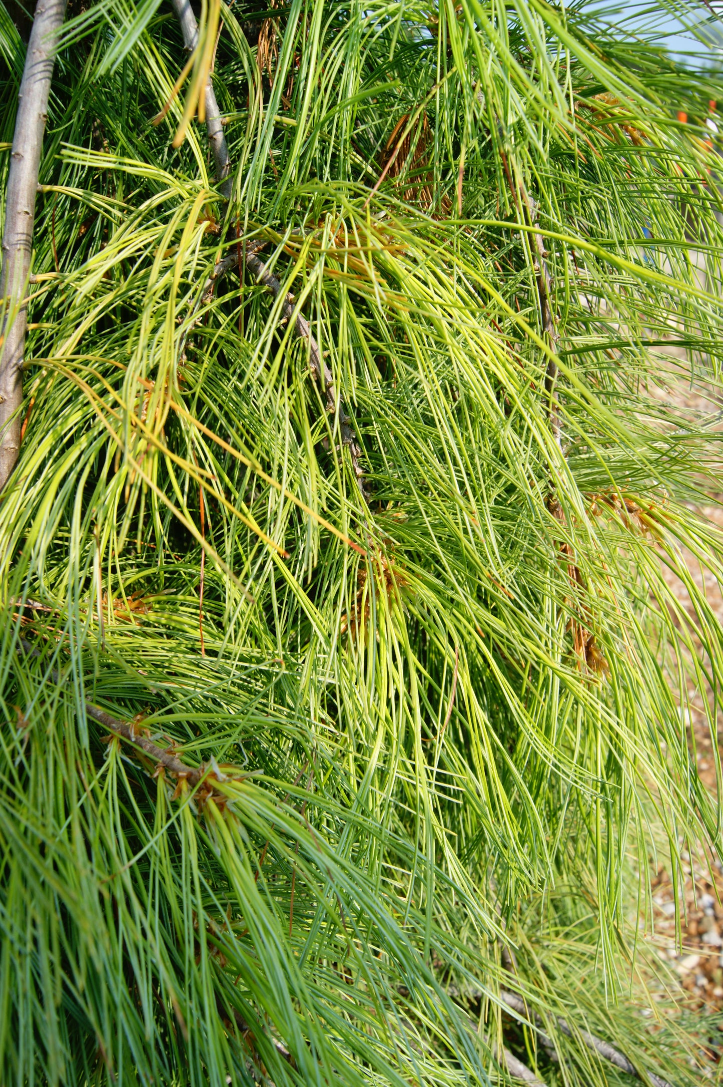 Pine, Eastern White Weeping 'Angel Falls' (Pinus)