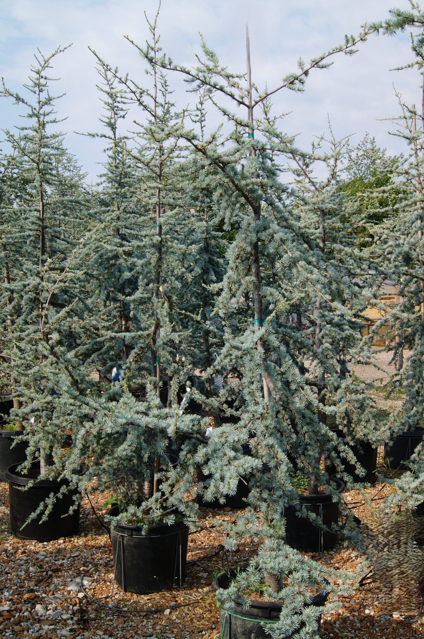 Cedar, Blue Atlas Weeping 'Blue Cascade' (Cedrus)