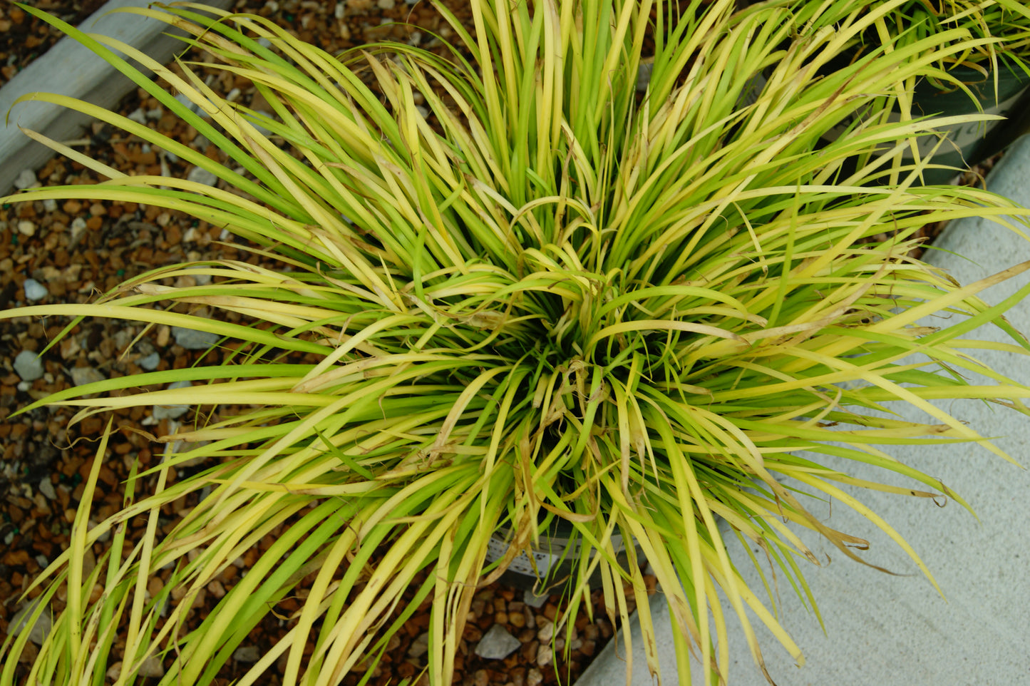 Sweet Flag, Japanese Miniature Golden (Acorus)