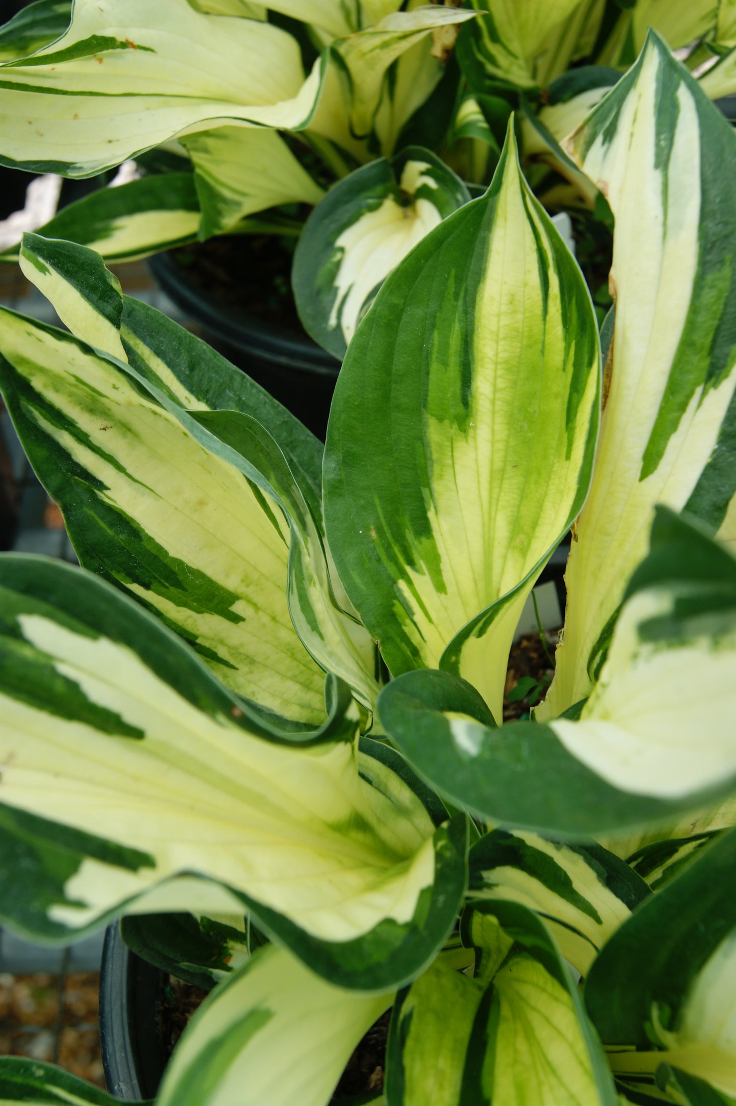 Plantain Lily 'Loyalist' (Hosta)