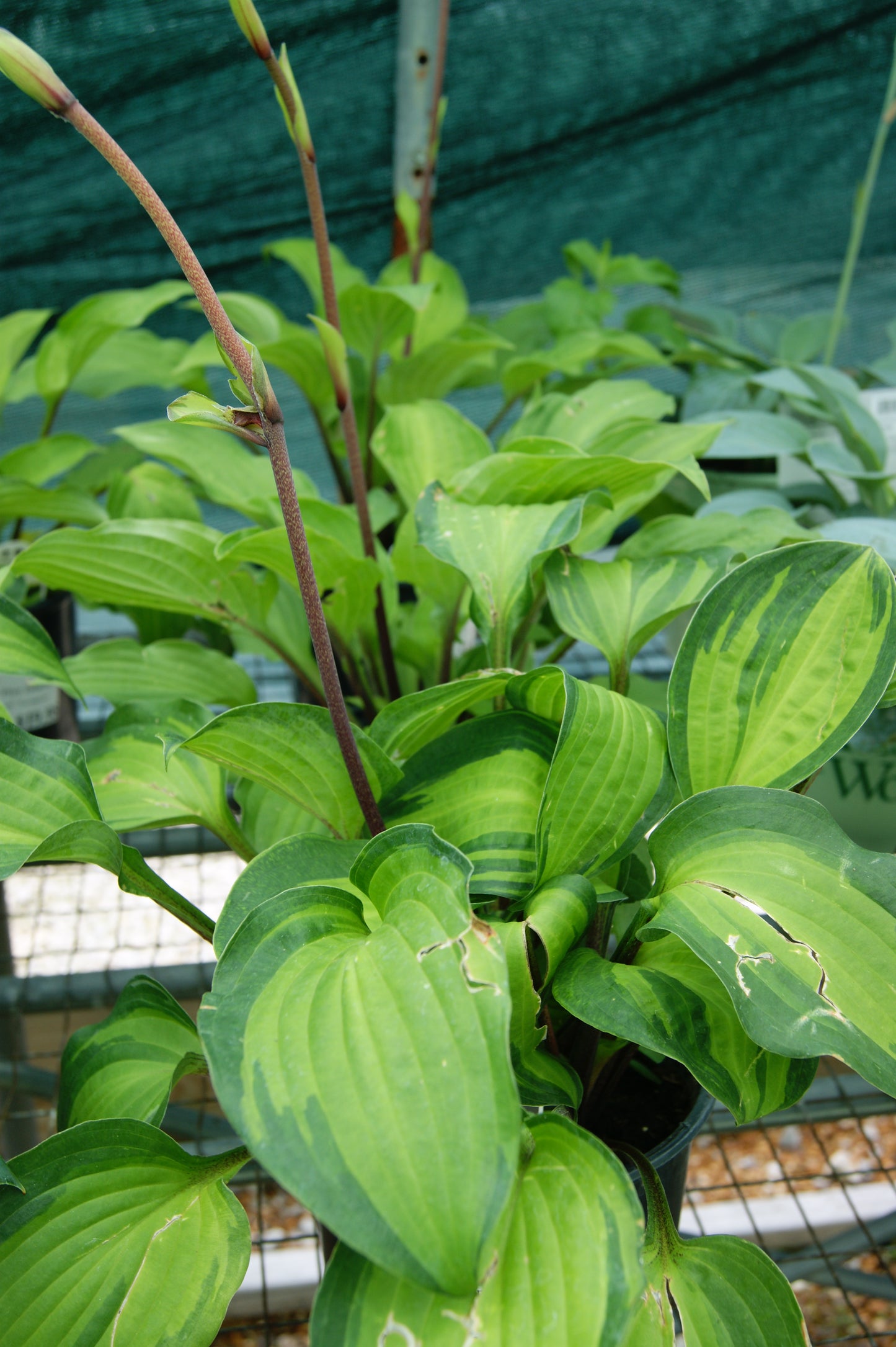 Plantain Lily 'Island Breeze' (Hosta)