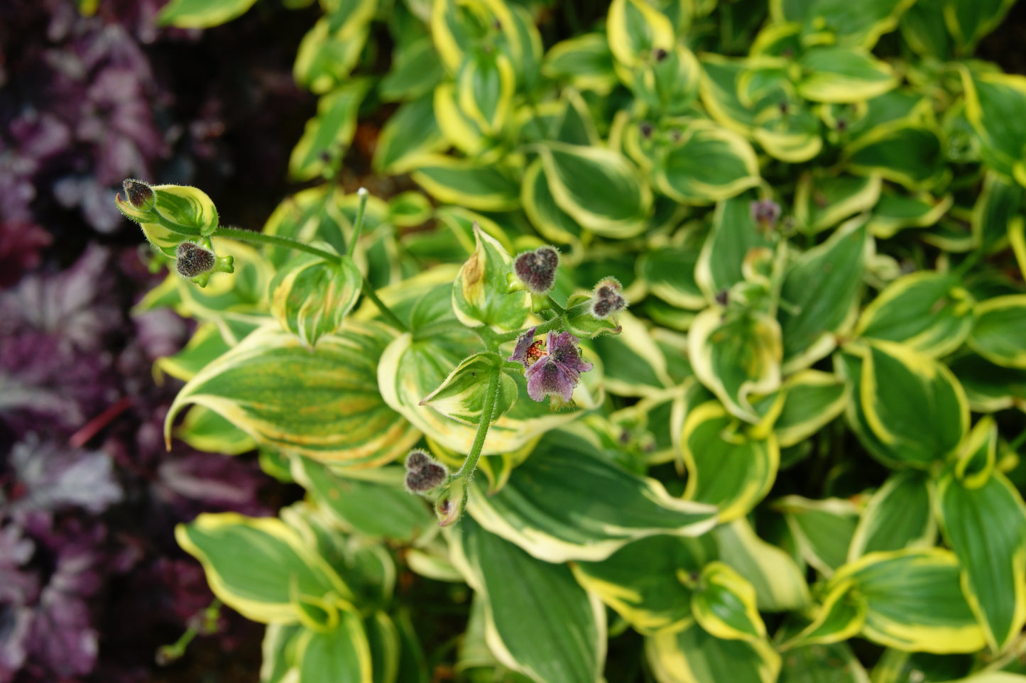 Toad Lily, Variegated 'Ninja Star' (Tricyrtis)
