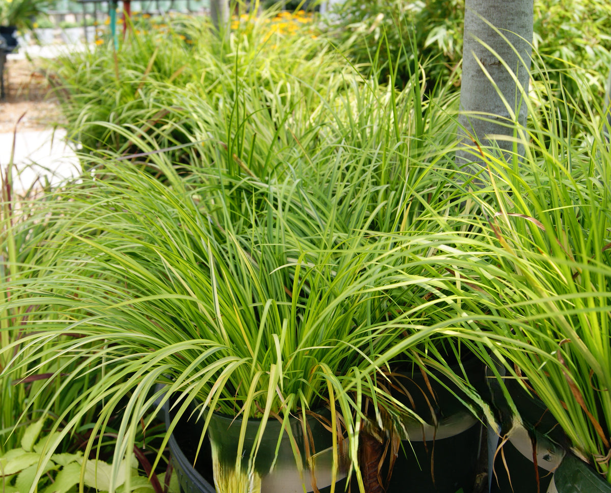 Sweet Flag, Gold Variegated 'Ogon' (Acorus)