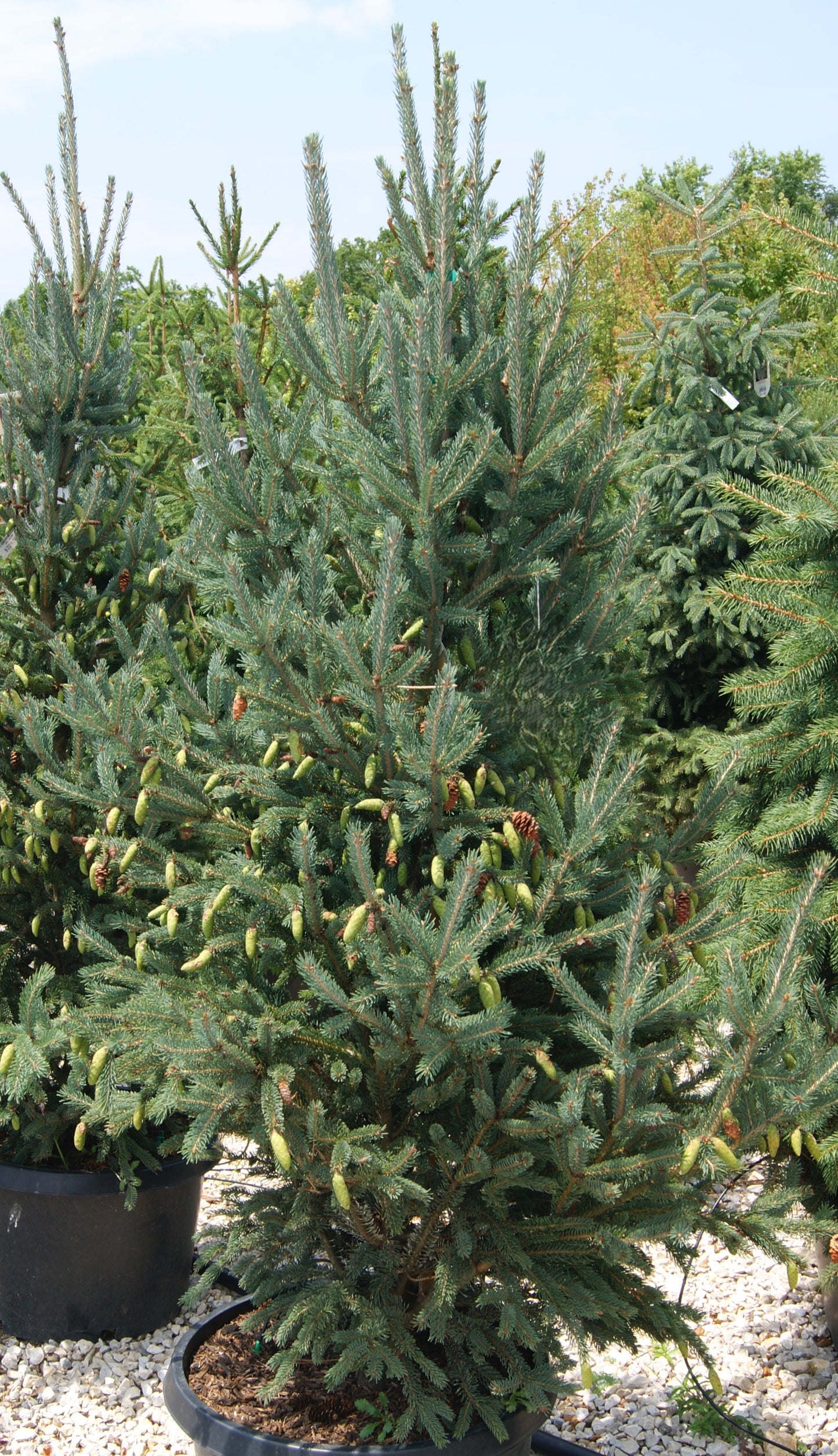 Spruce, Black Columnar 'Fastigiata' (Picea)