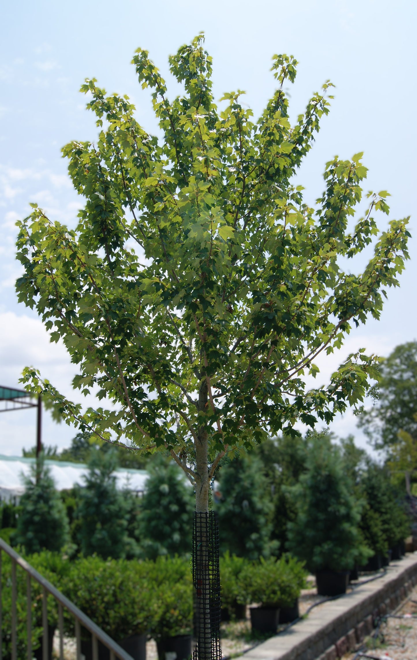 Maple, Red 'Sun Valley' (Acer)