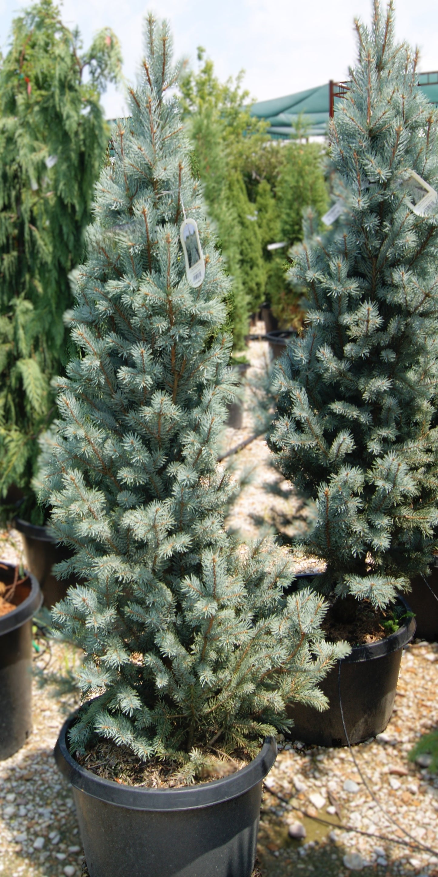 Spruce, Colorado Blue Columnar 'Blue Totem' (Picea)