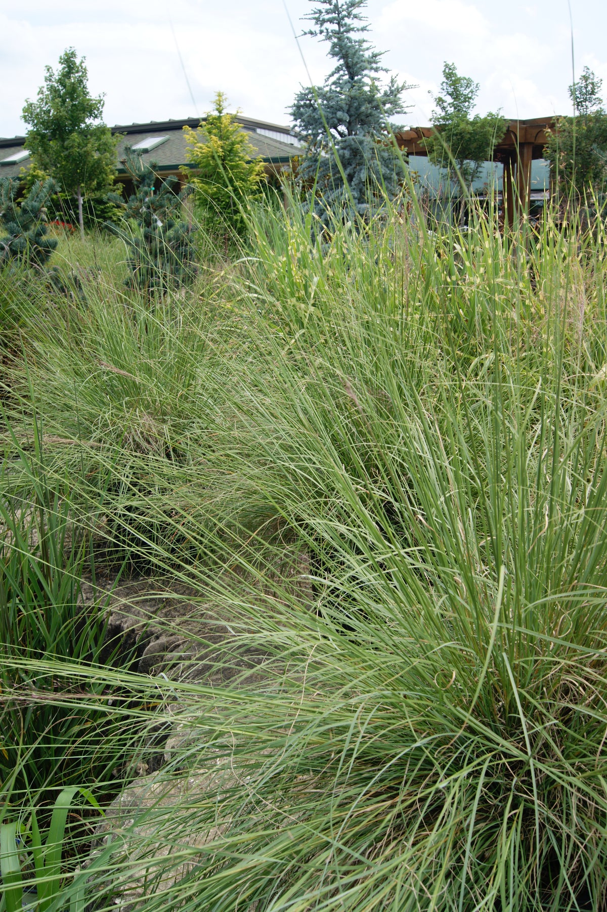 Grass, Seep Muhly 'Undaunted Ruby' (Muhlenbergia)