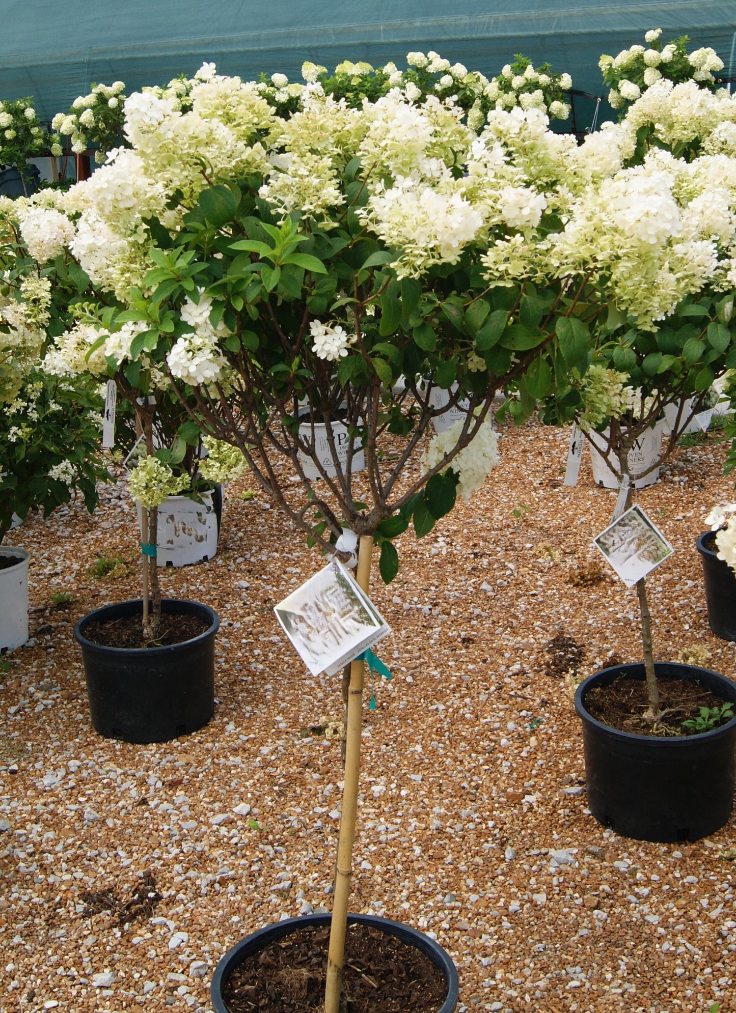 Hydrangea, Panicle Dwarf 'Bobo' (Hydrangea) Patio Tree