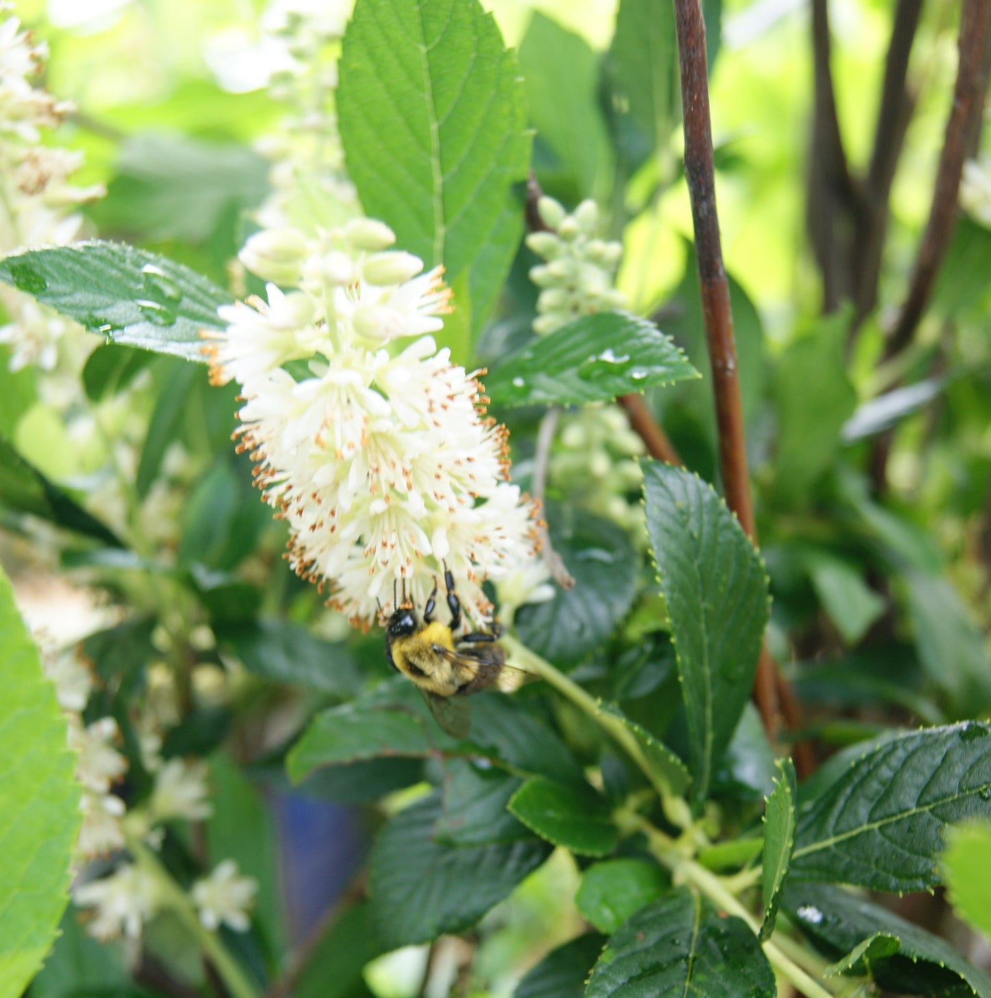 Summersweet, Bush 'Summer Sparkle' (Clethra)