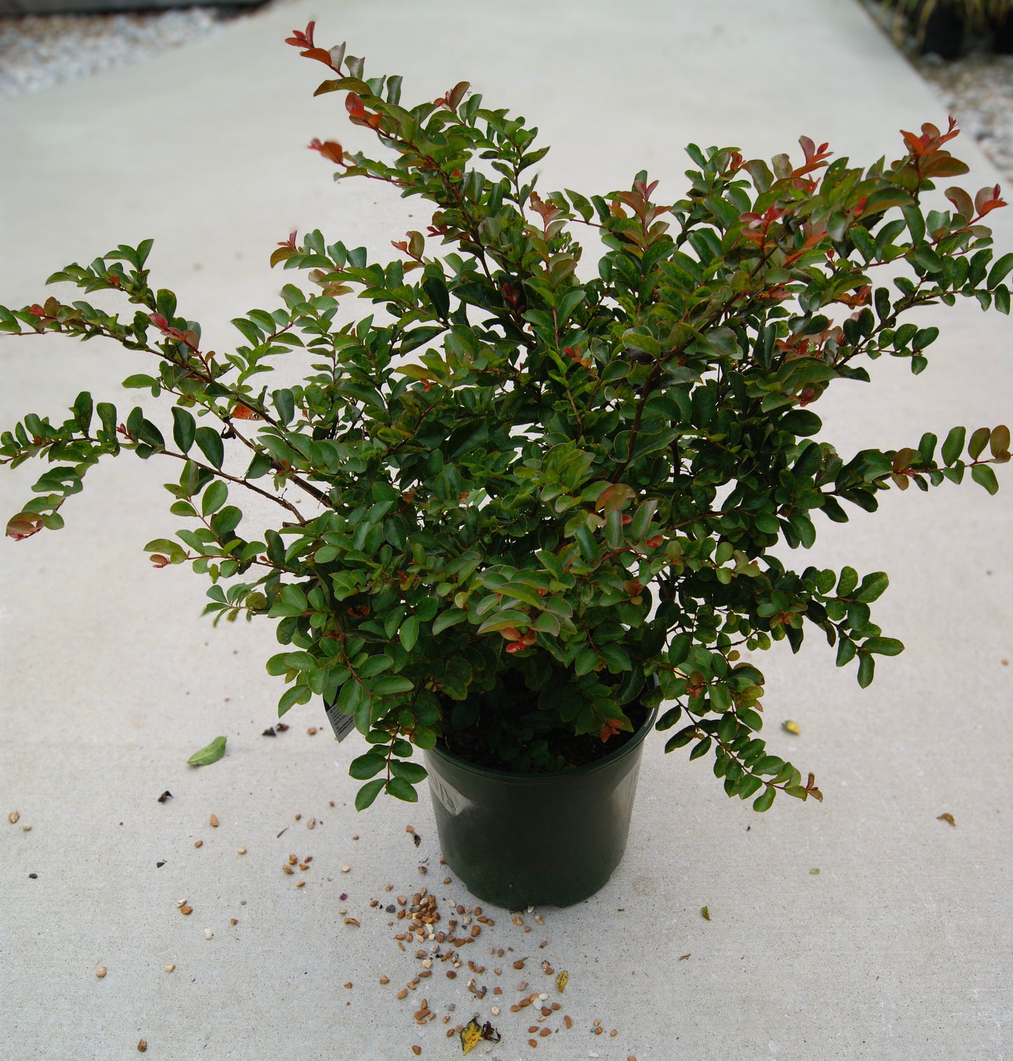 Crape Myrtle, Dwarf 'Bellini Raspberry' (Lagerstroemia)