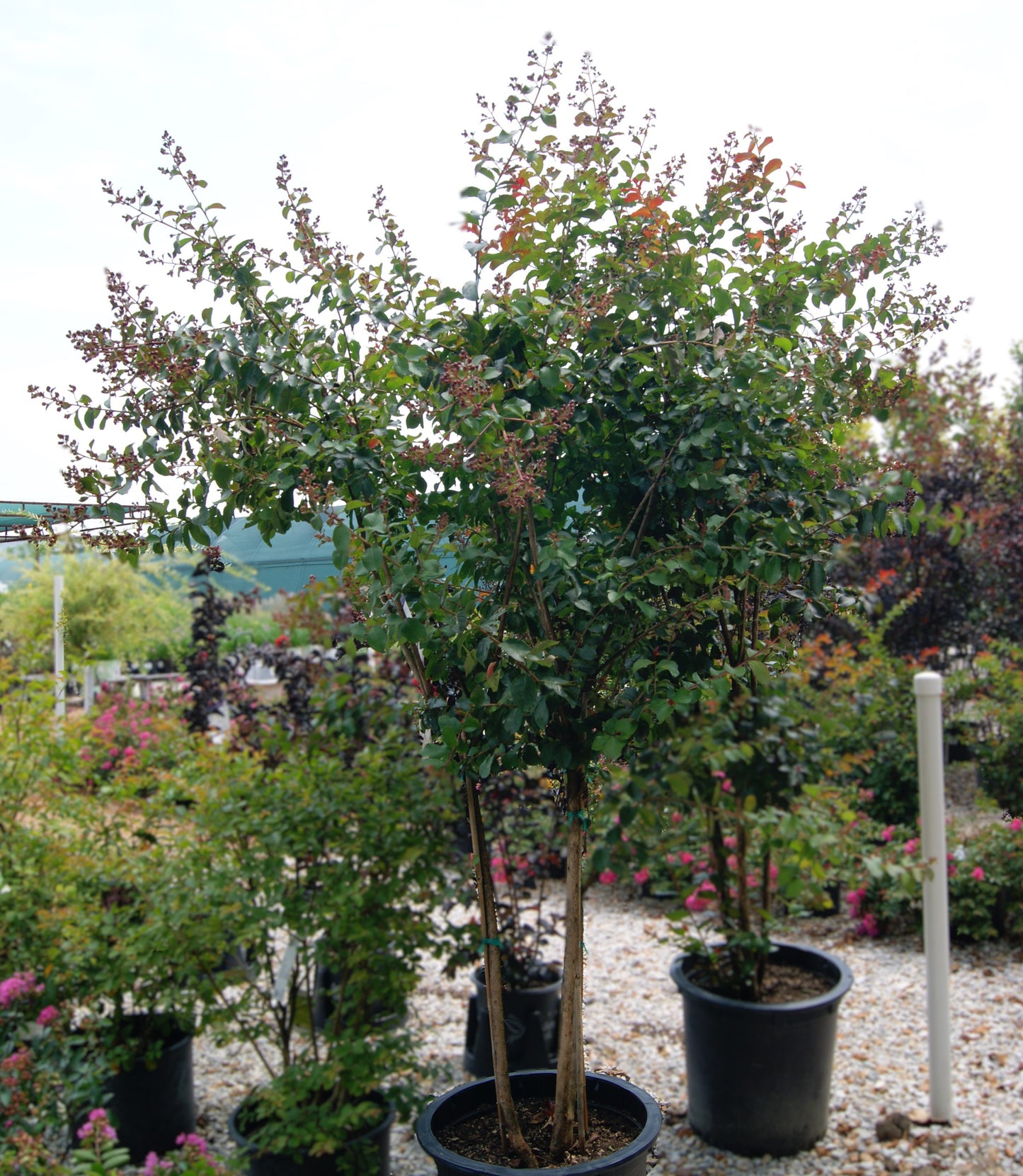 Crape Myrtle 'Colorama Scarlet' (Lagerstroemia)