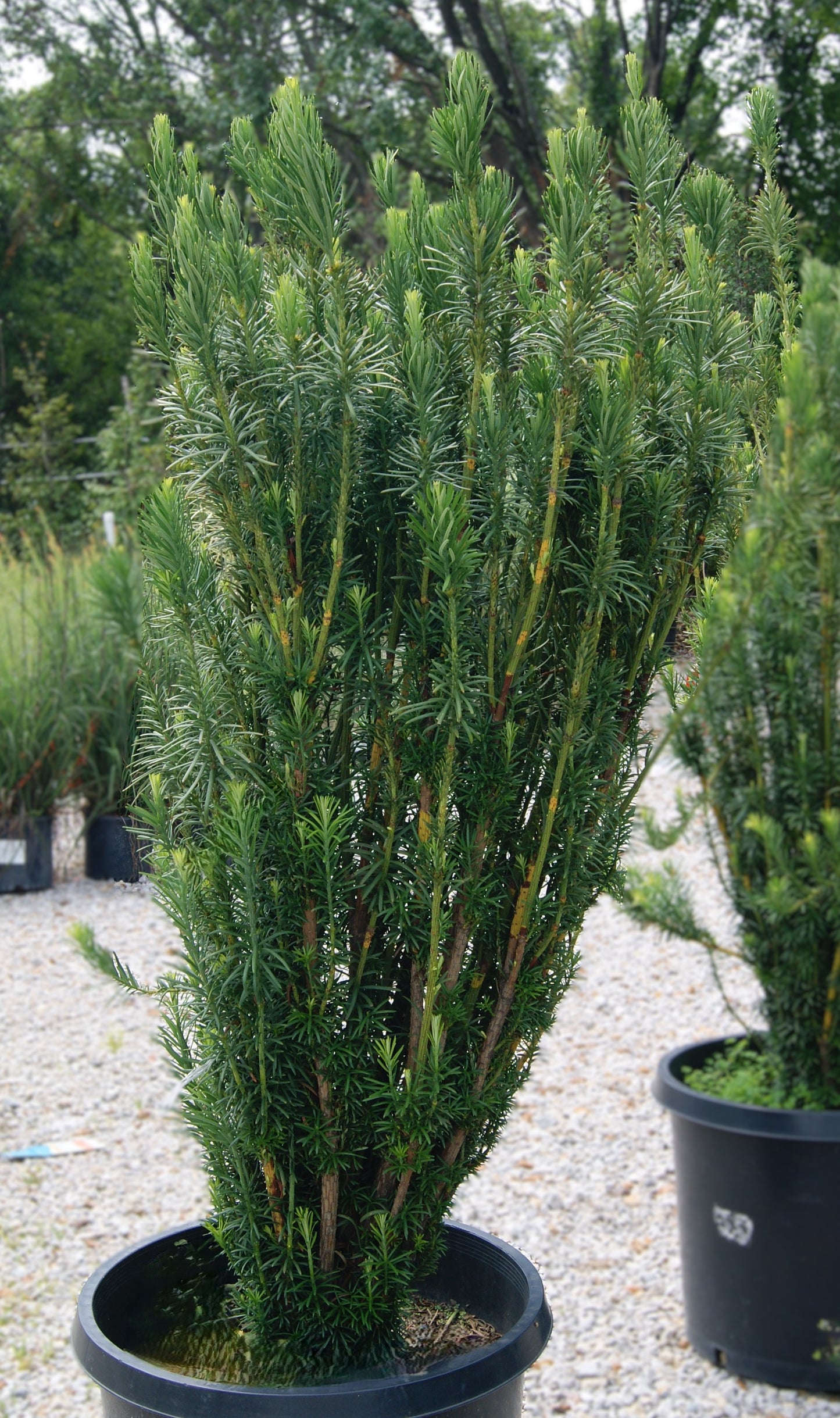 Plum-Yew, Japanese Upright 'Fastigiata' (Cephalotaxus)