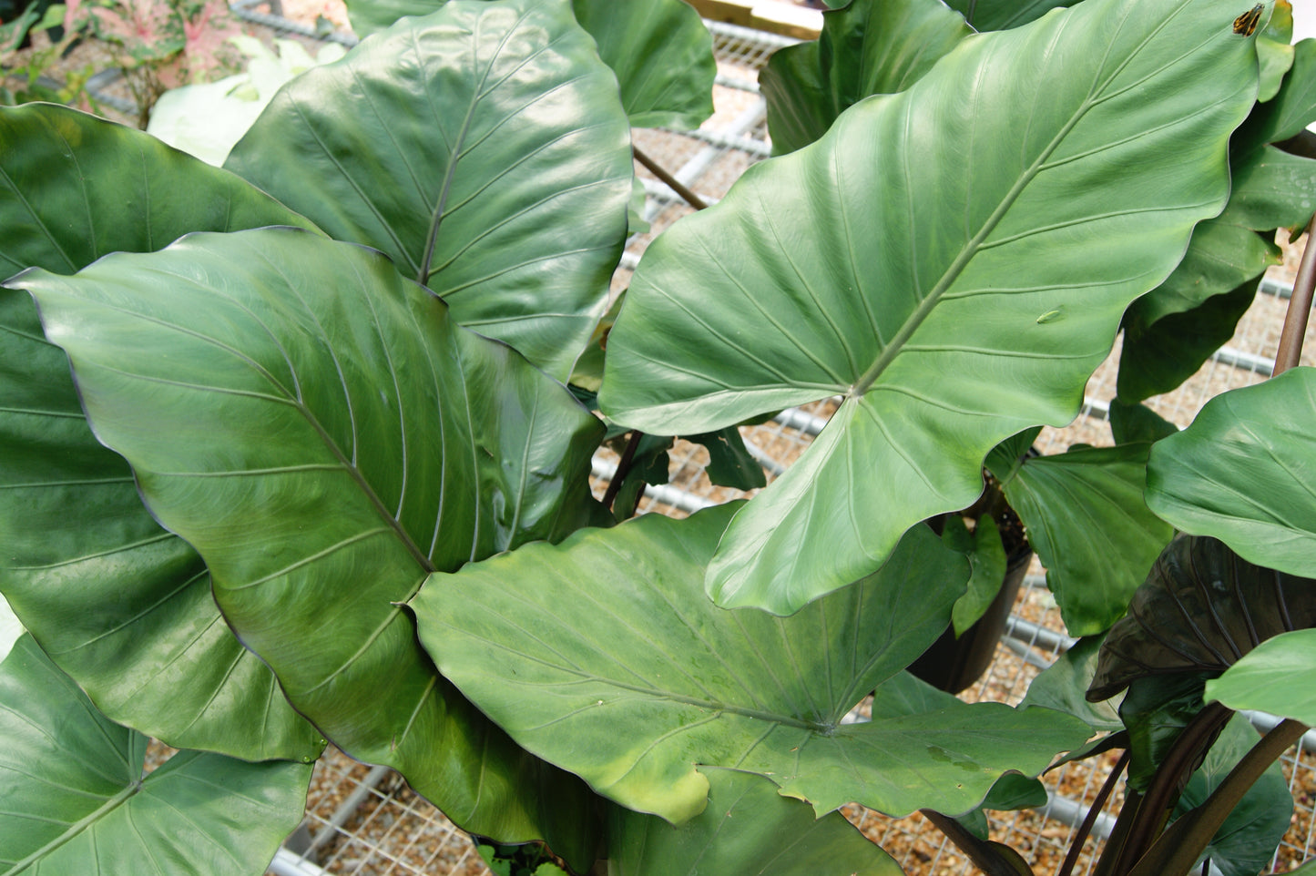 Elephant Ears / African Mask, Black (Alocasia)