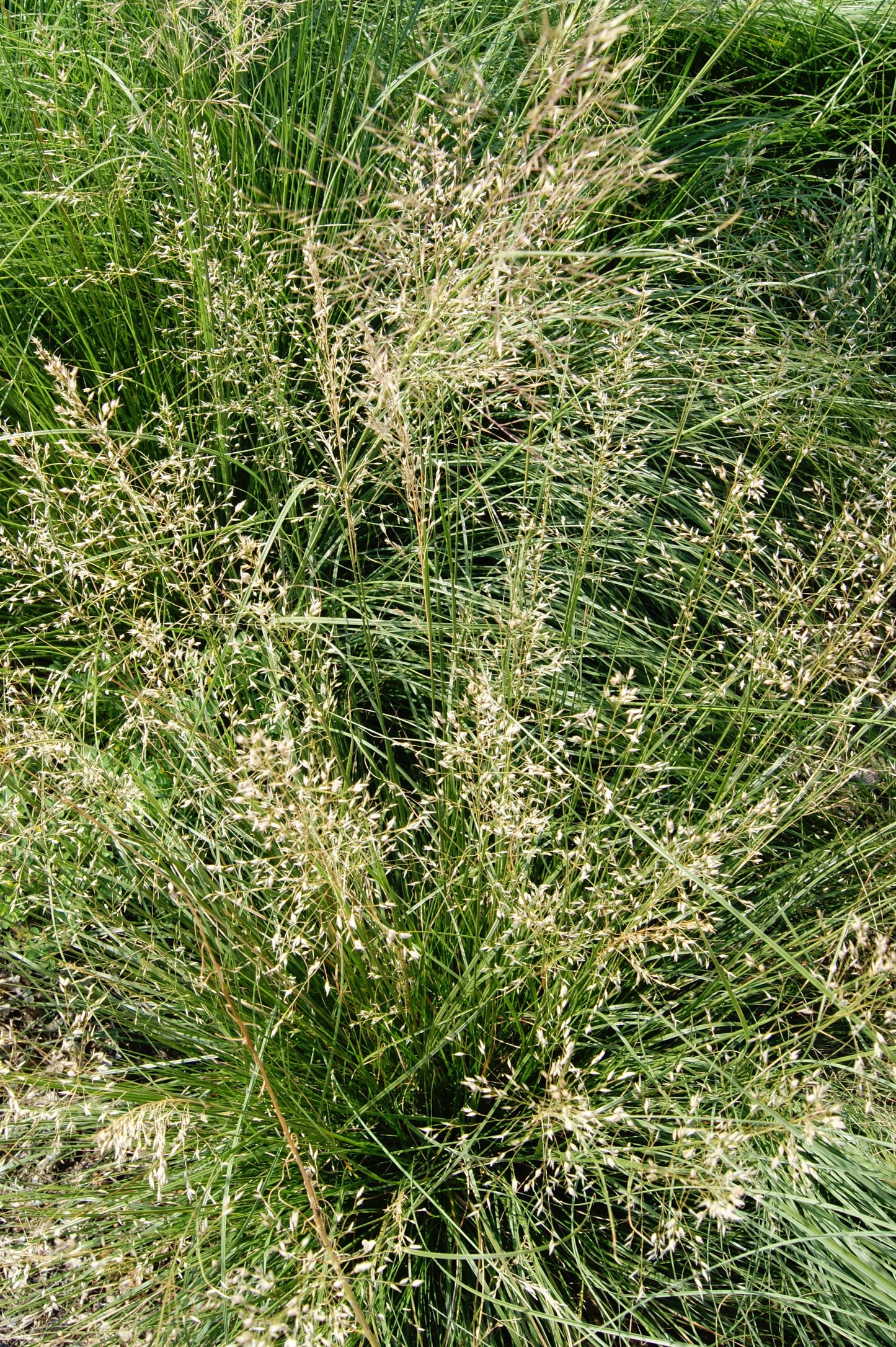 Grass, Prairie Dropseed (Sporobolus)