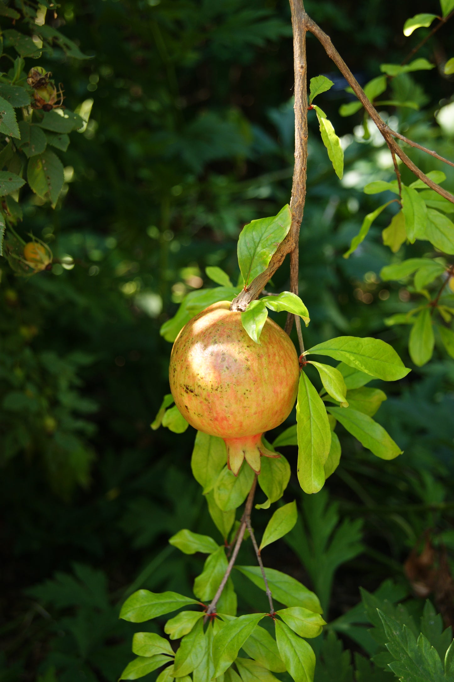 Pomegranate, 'Wonderful' (Tender)