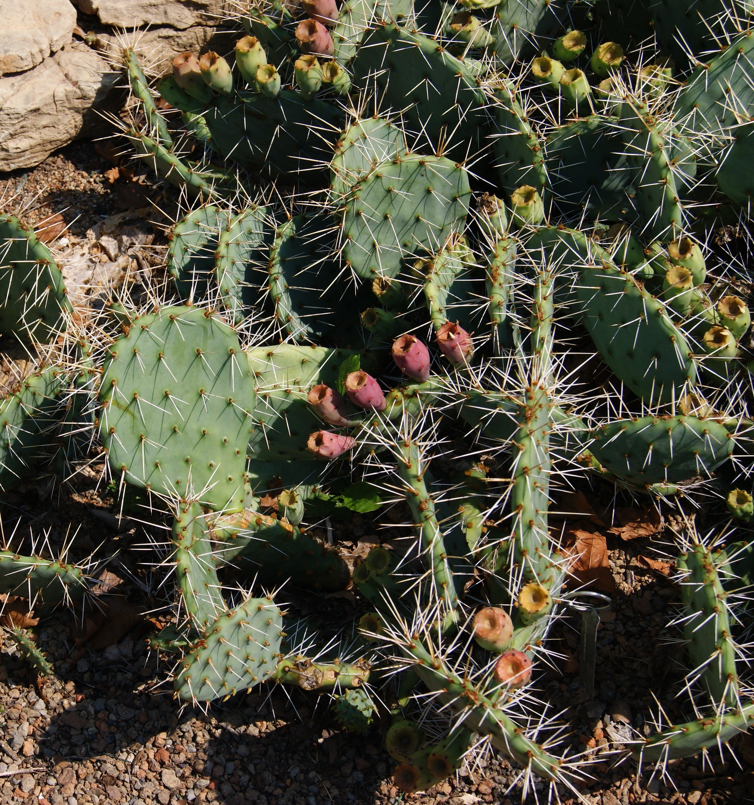 eastern prickly pear cactus for sale near me Prickly Pear, Eastern (Opuntia) – Passiglia Landscape, Nursery & Garden Center
